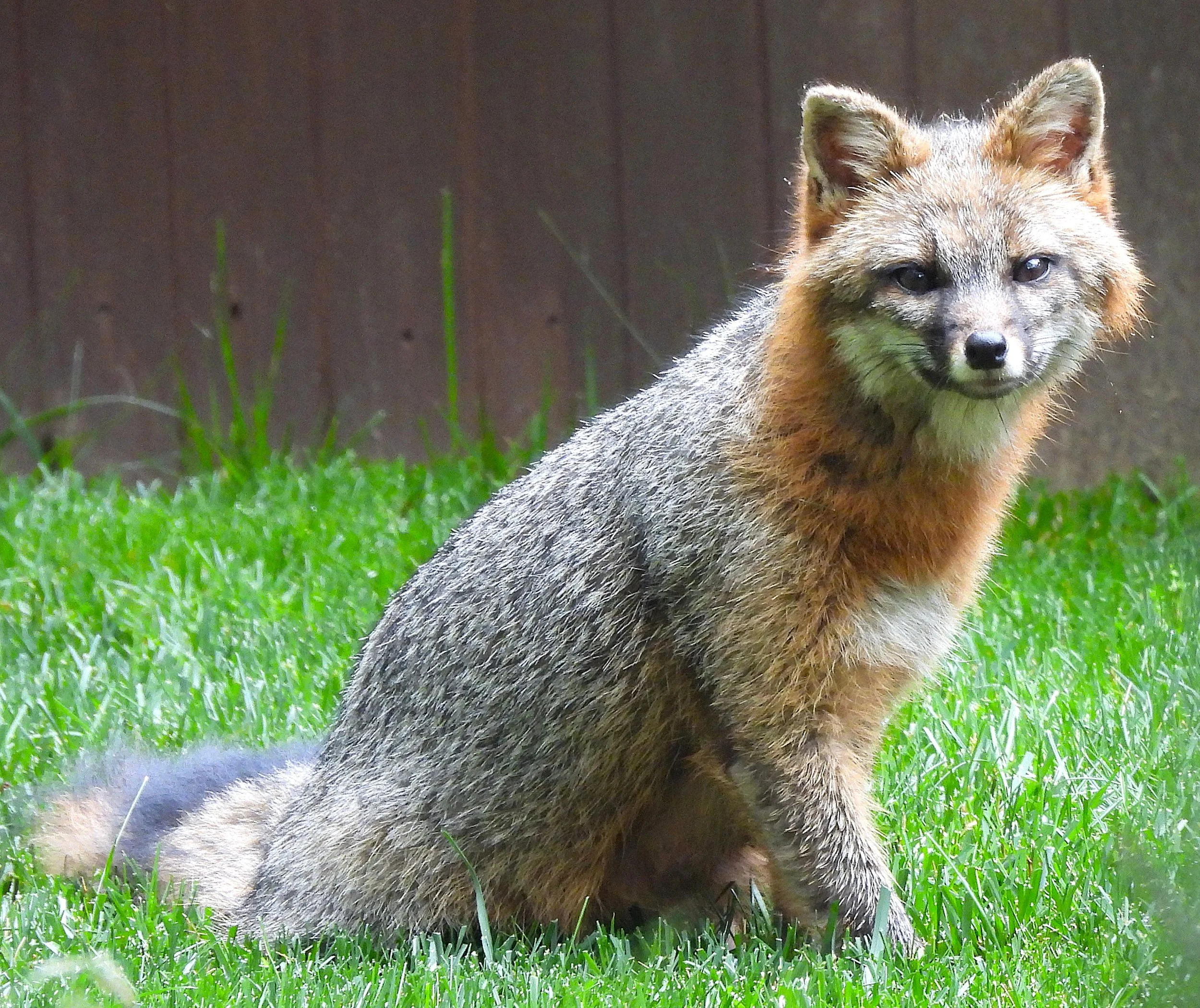 Enchanting Mama Gray Fox Canvas Wall Print