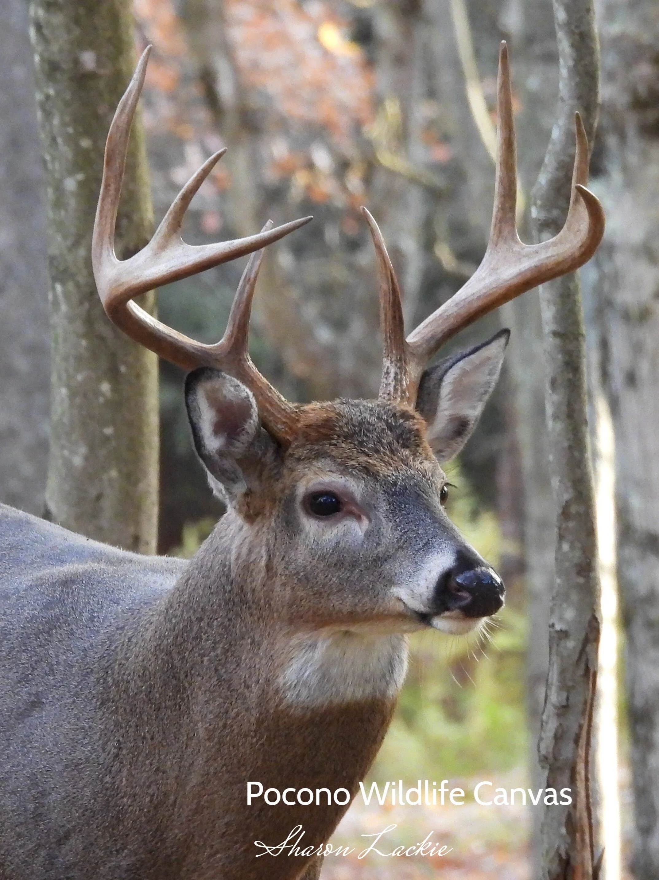 Big buck photography on Canvas