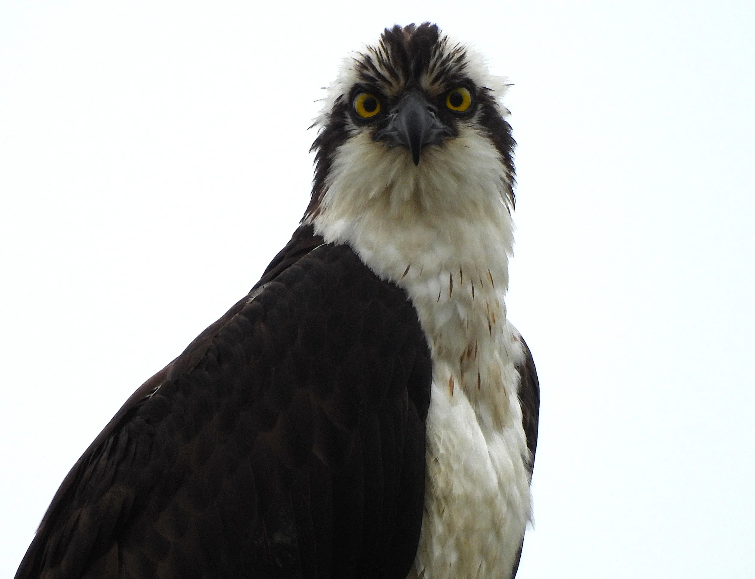 Dignified Osprey photograph on Canvas