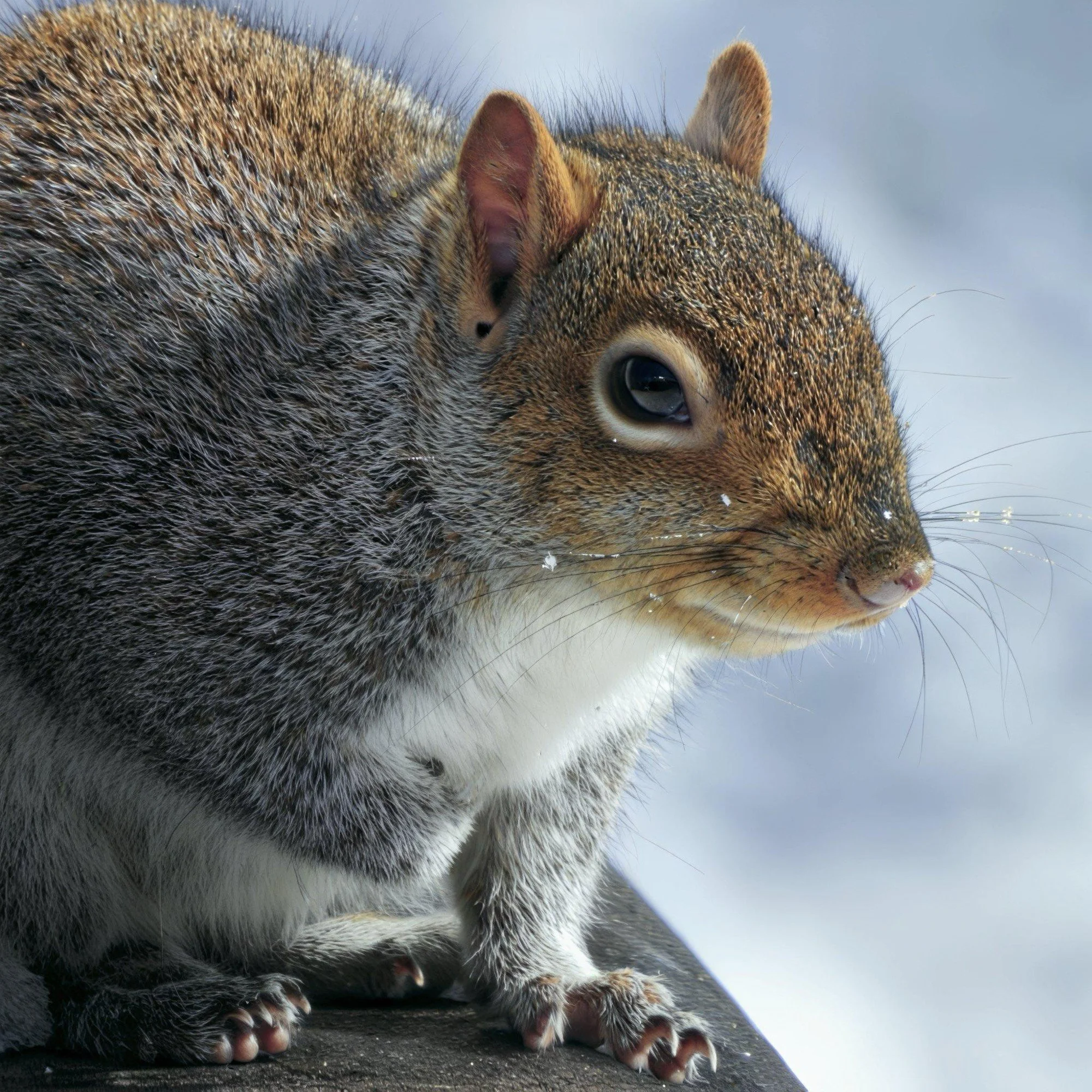 Squirrel in the Snow photo on Canvas