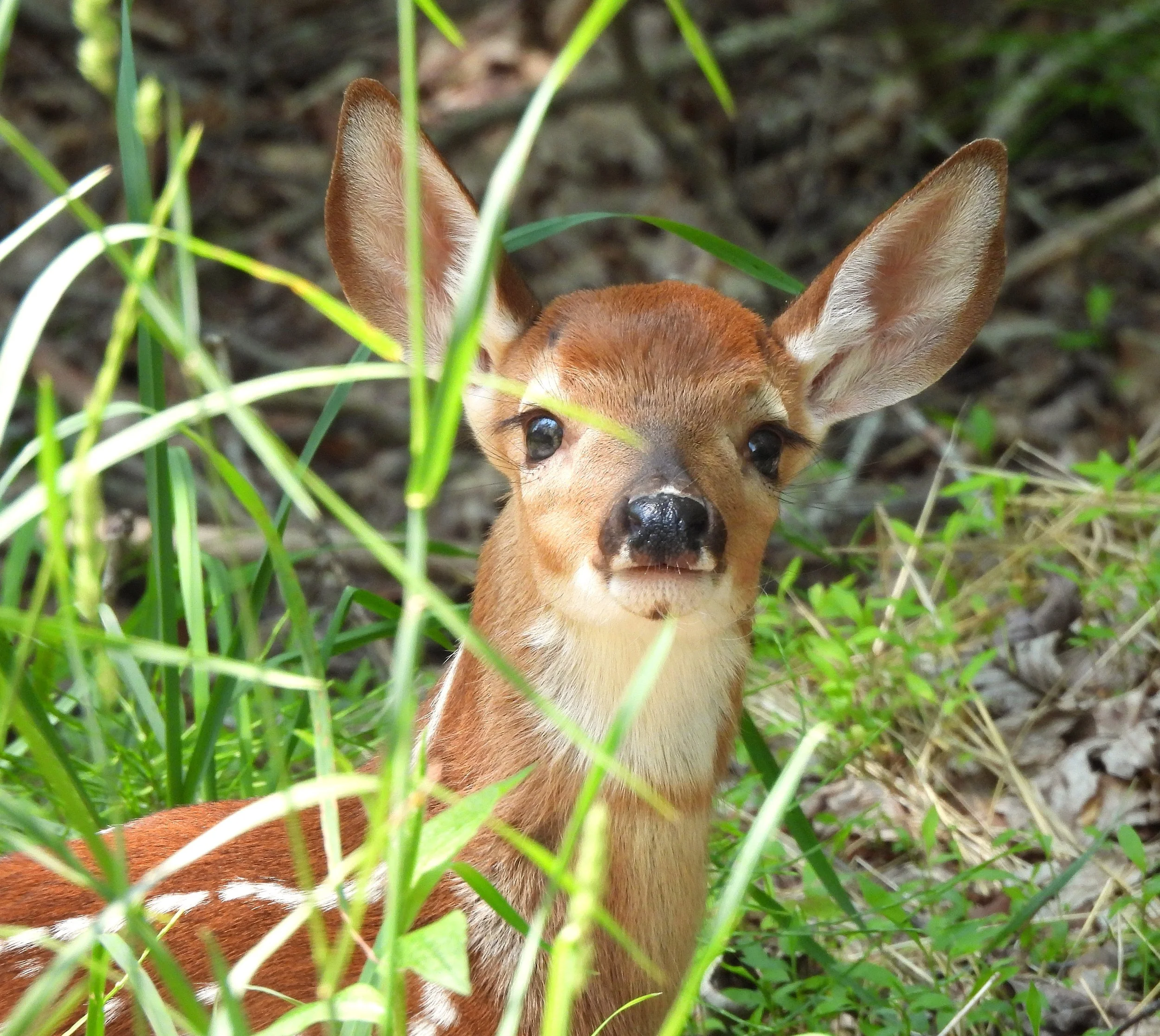 Nature's Serenity: Fawn in Grass photo on Canvas