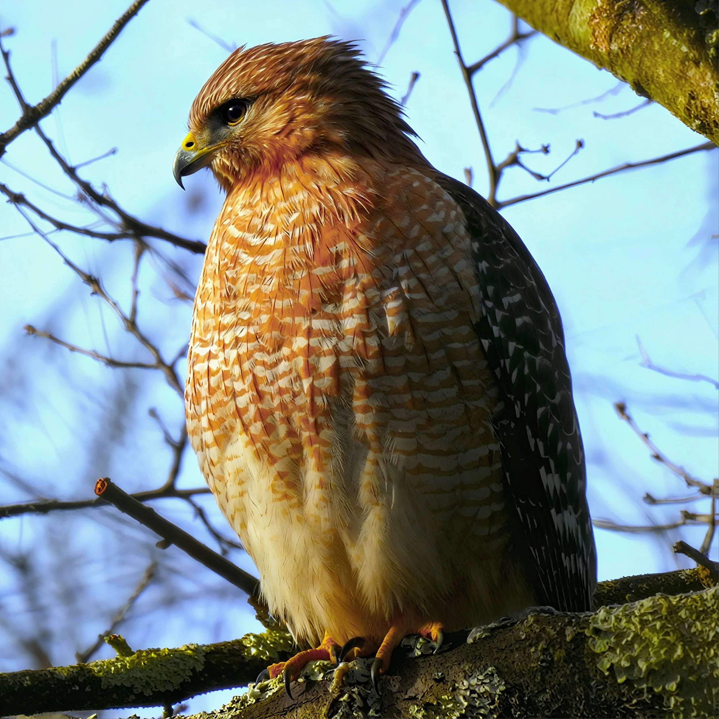 Noble Red-shouldered Hawk photo on Canvas