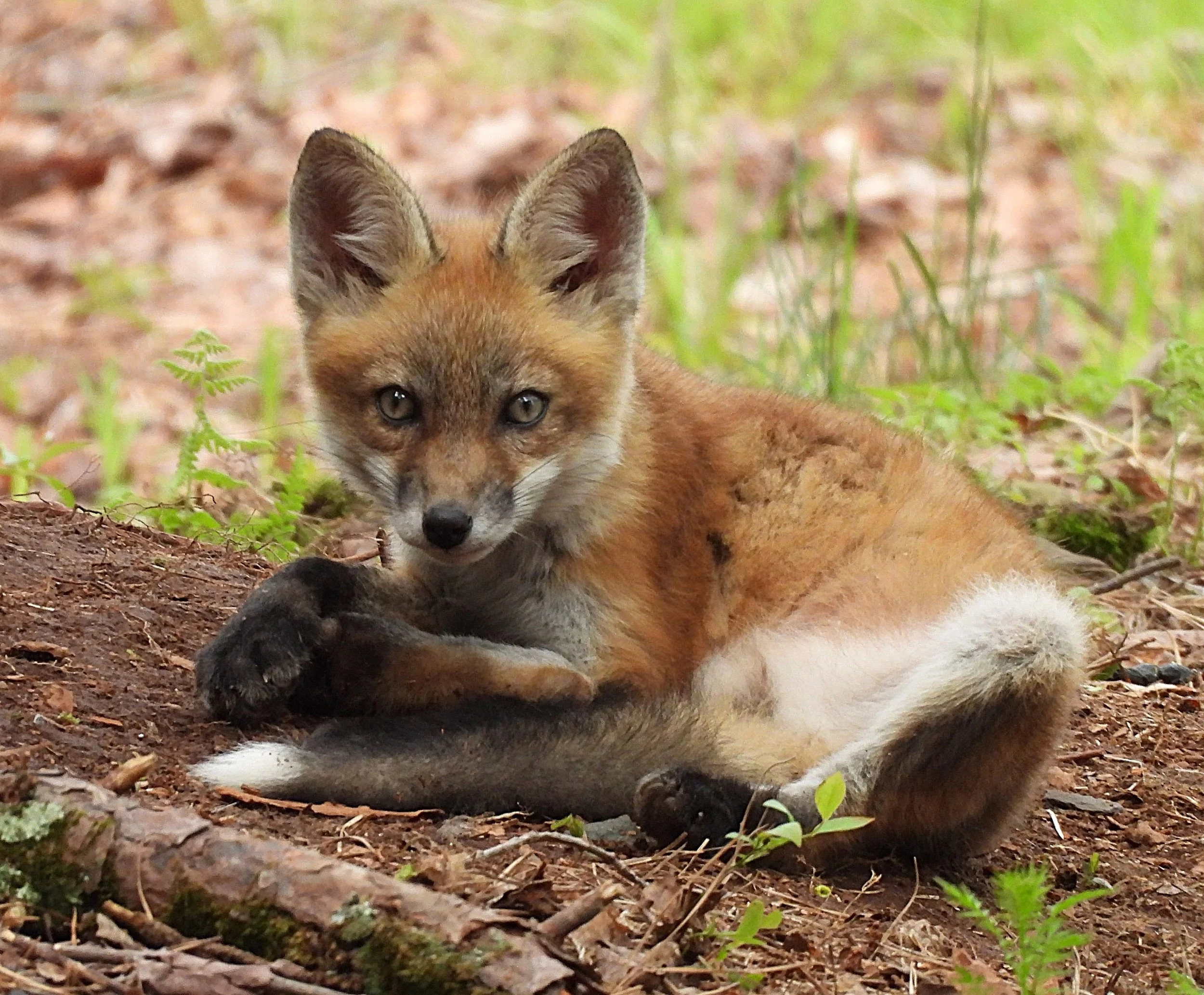 Enchanting Red Fox Kit photo on Canvas