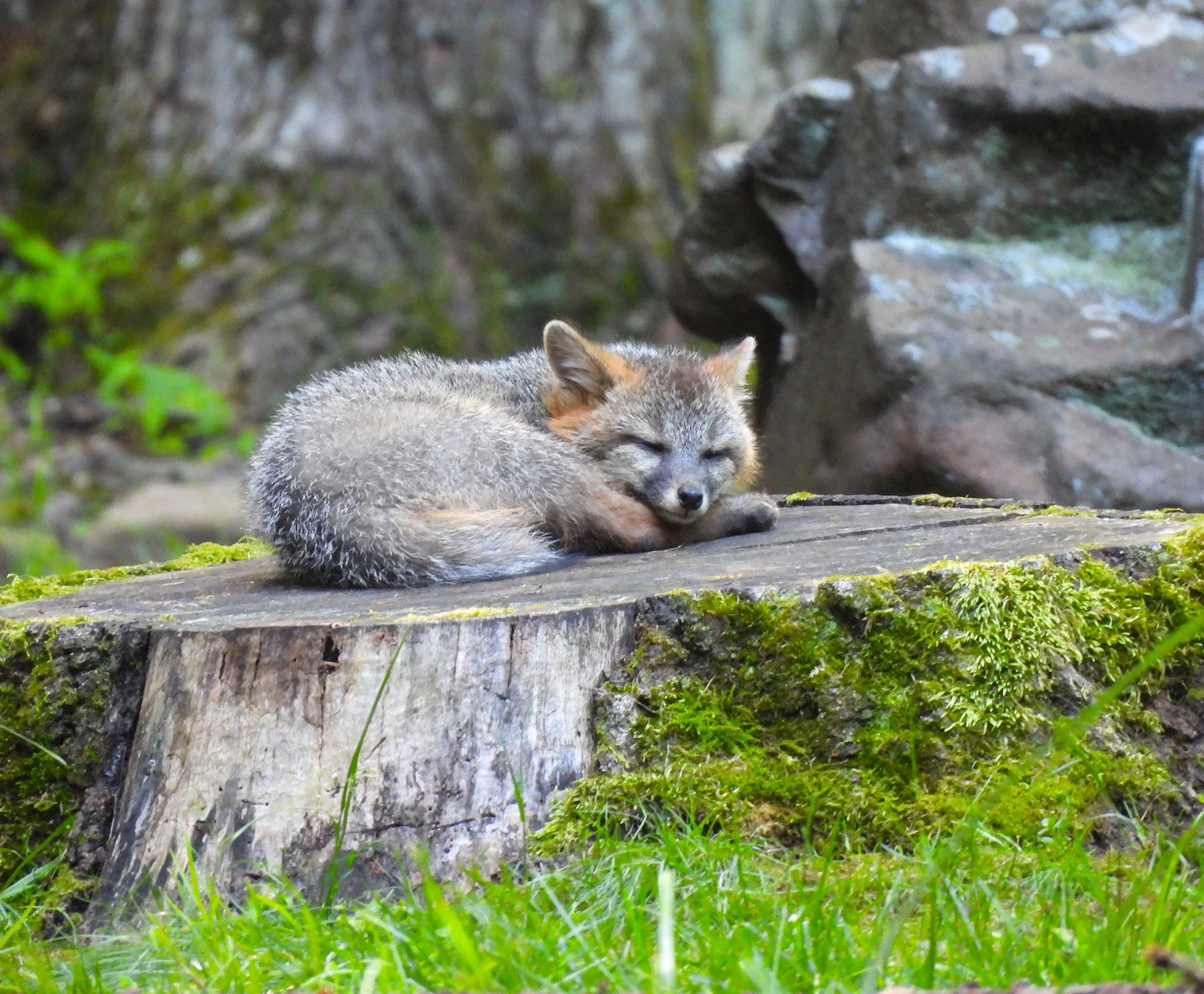 Tranquil Gray Fox Kit photo on Canvas