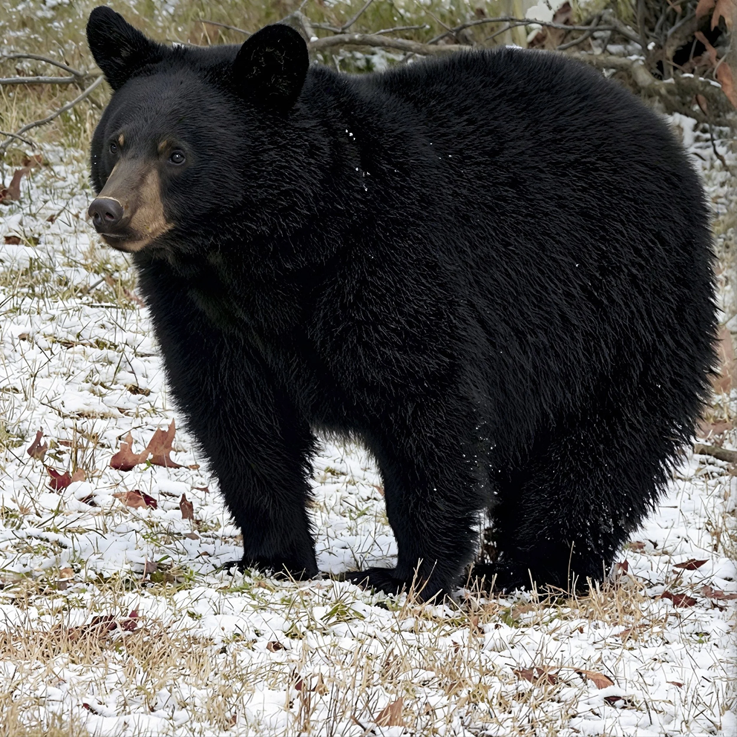 Grand Black Bear photo in Snow Wall Canvas