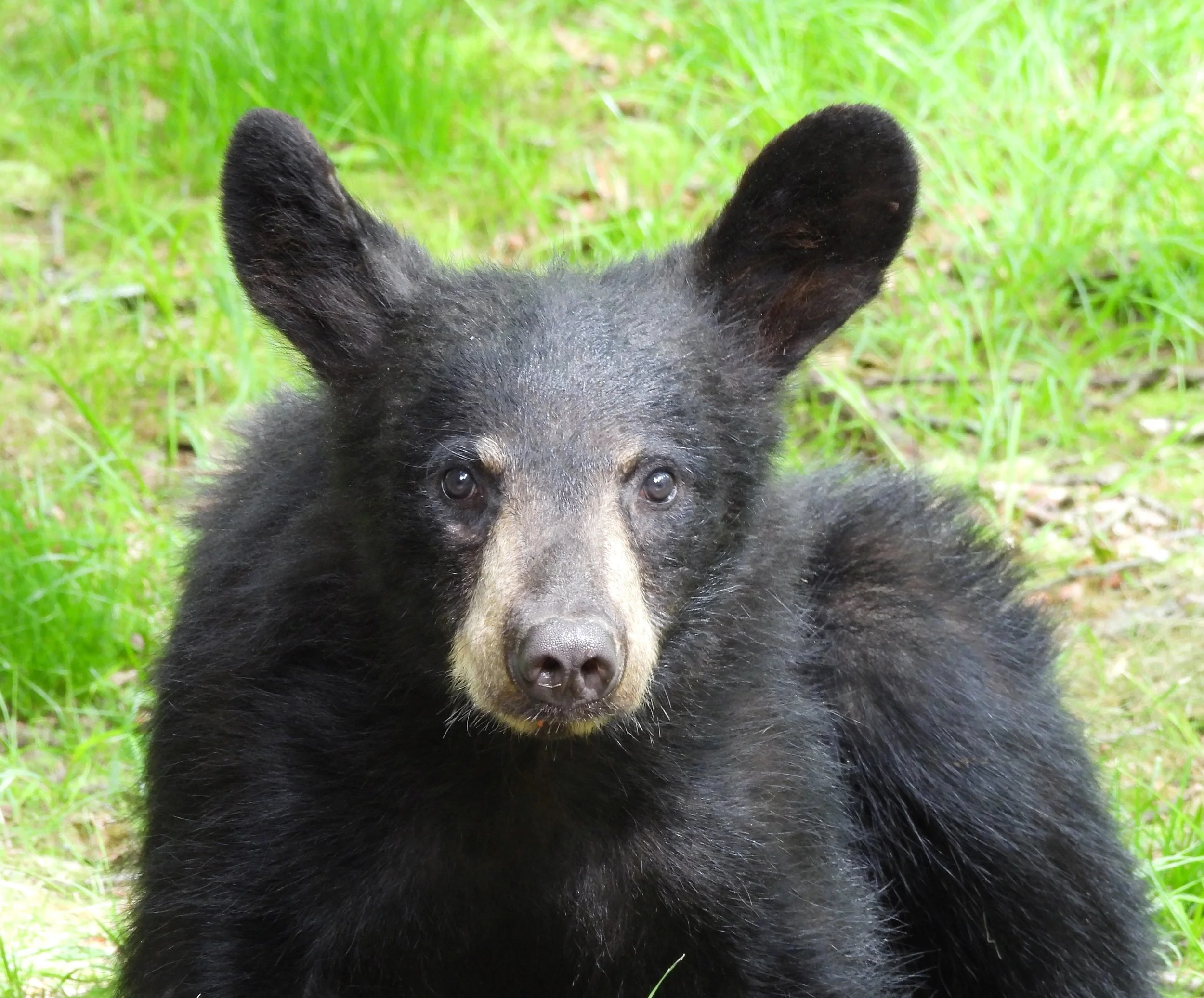 Adorable Baby Black Bear Canvas
