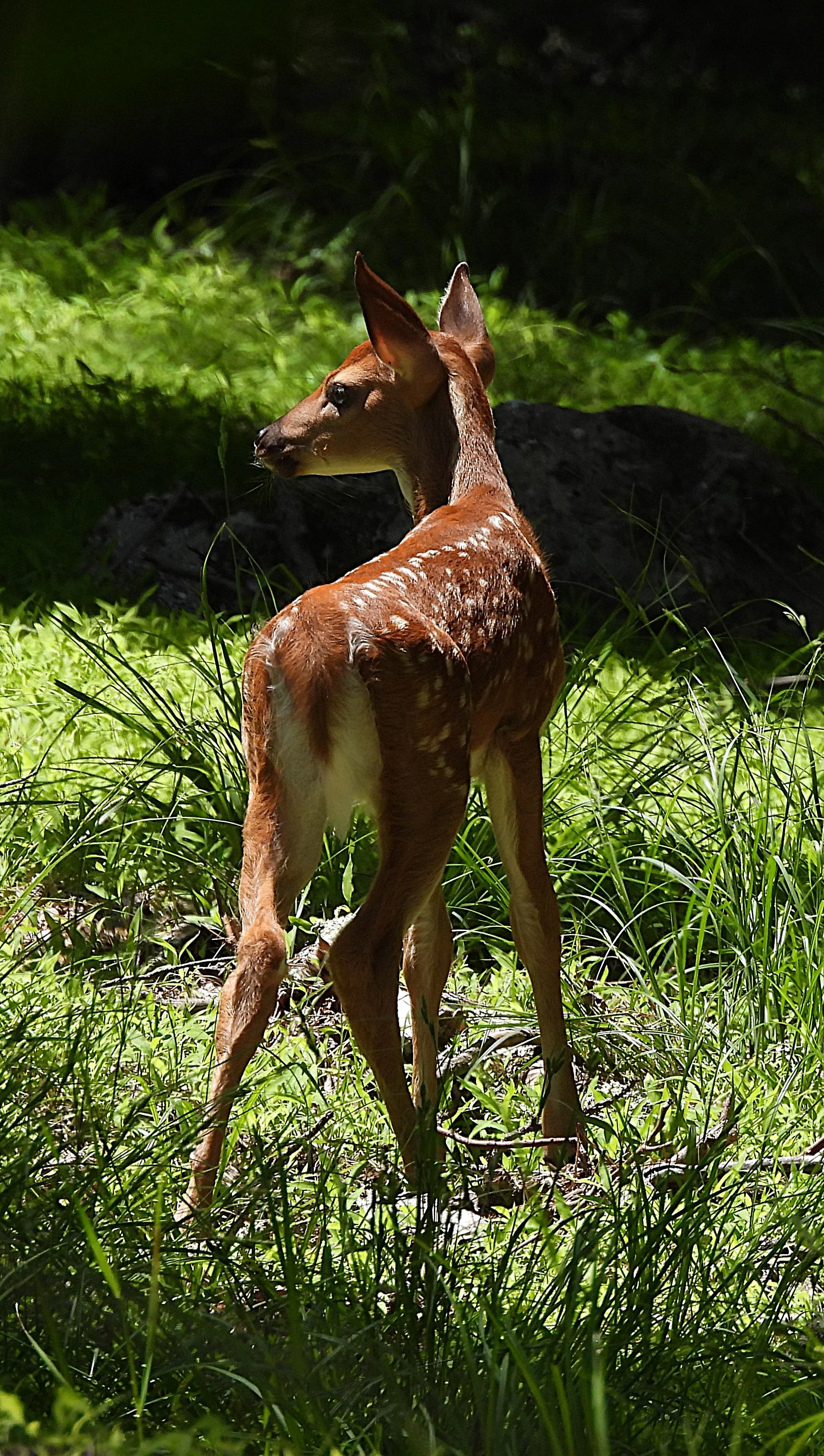 Captivating Fawn Canvas