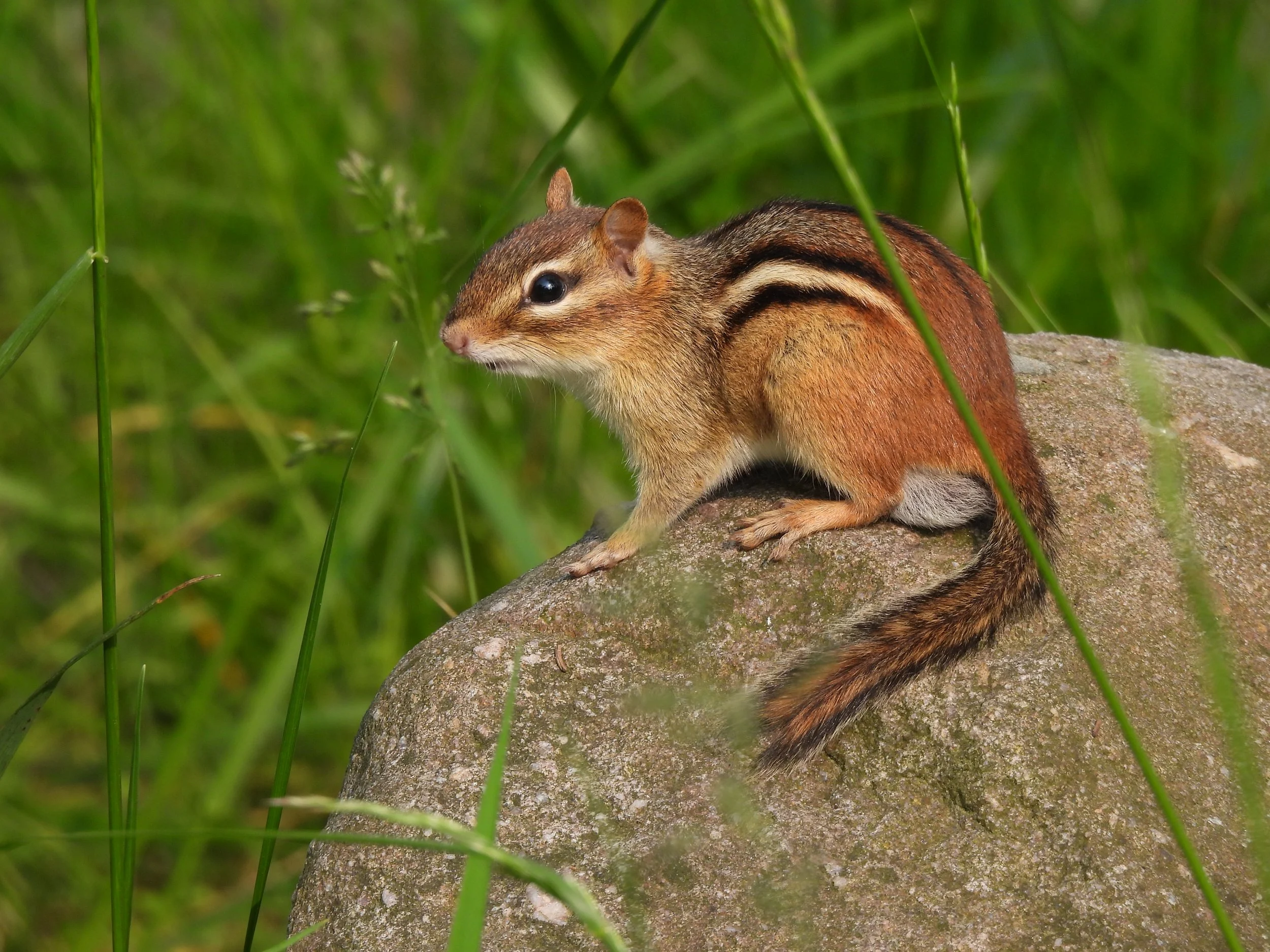 Cute Chipmunk on Rock  photo on Canvas