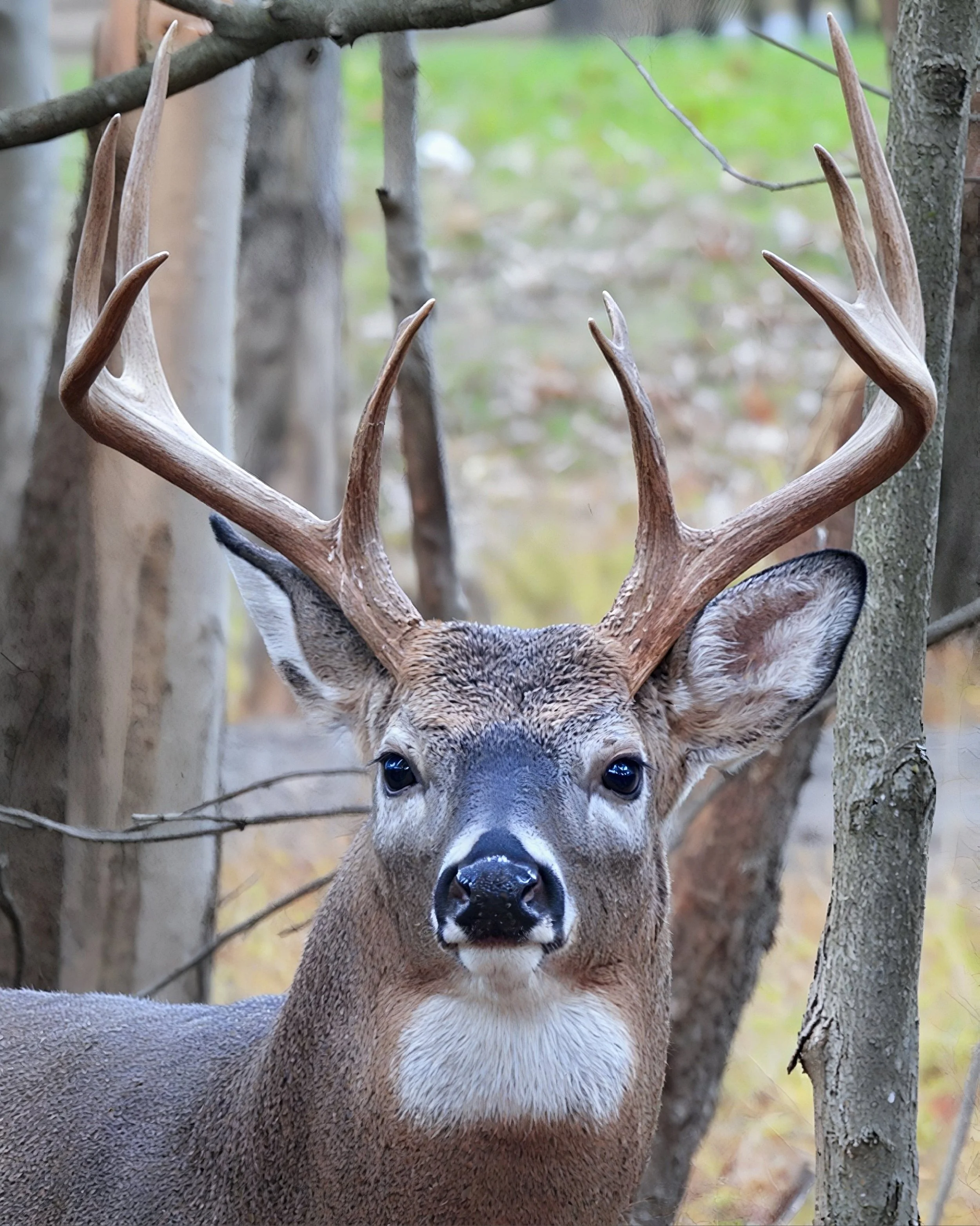 Majestic White-Tailed Deer Buck photo on Canvas