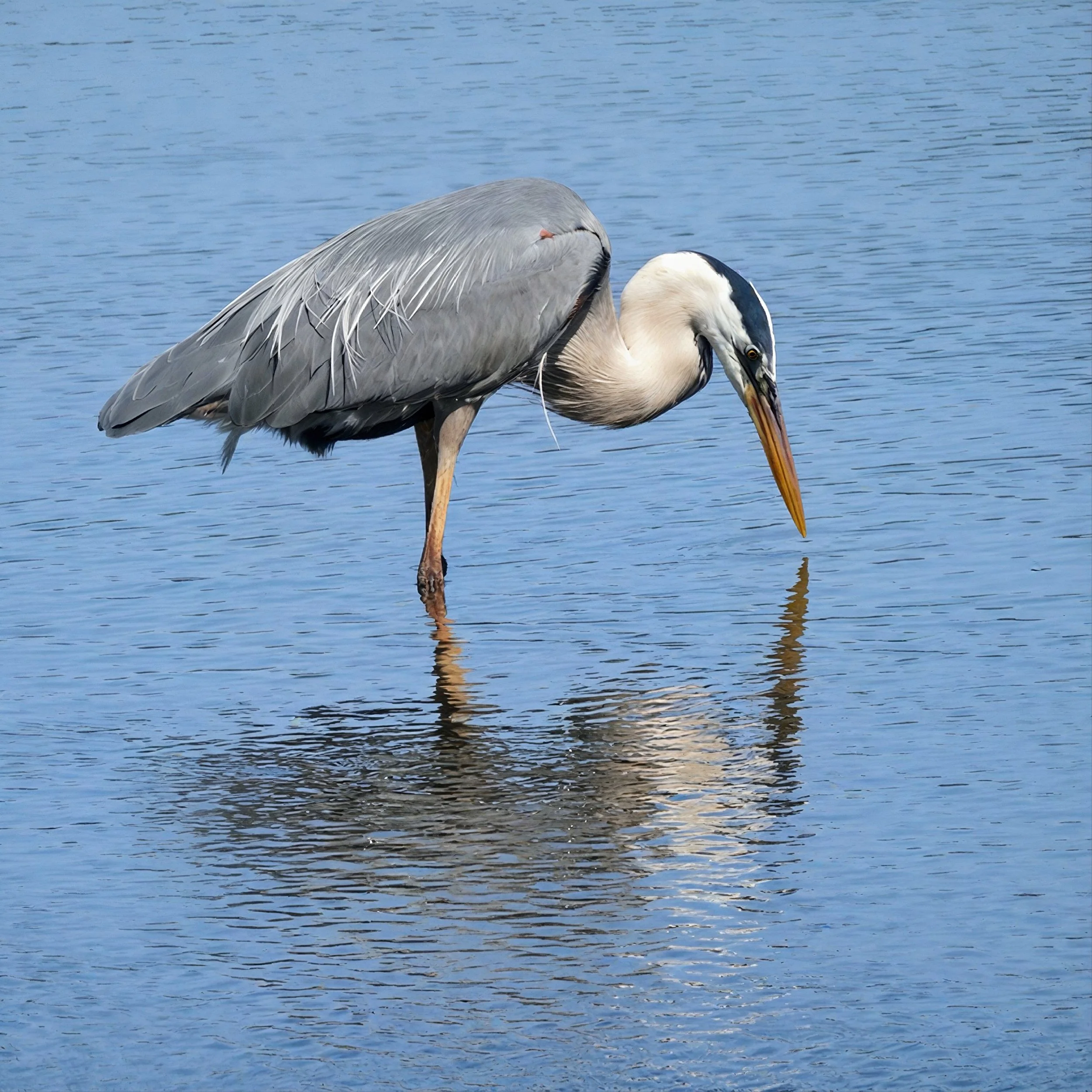 Tranquil Heron Reflection photo on Canvas