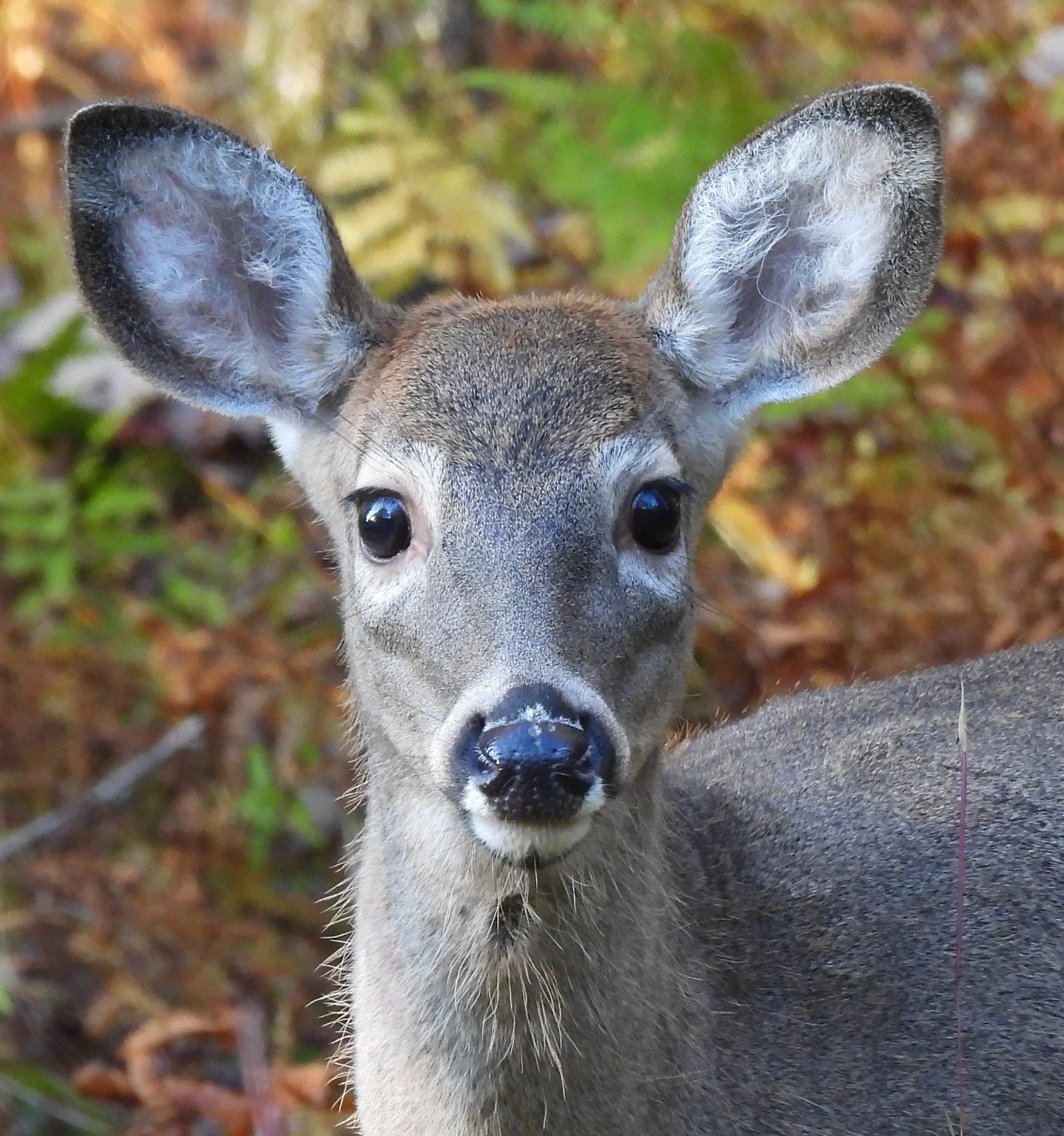 Young Doe in Autumn photo on Canvas