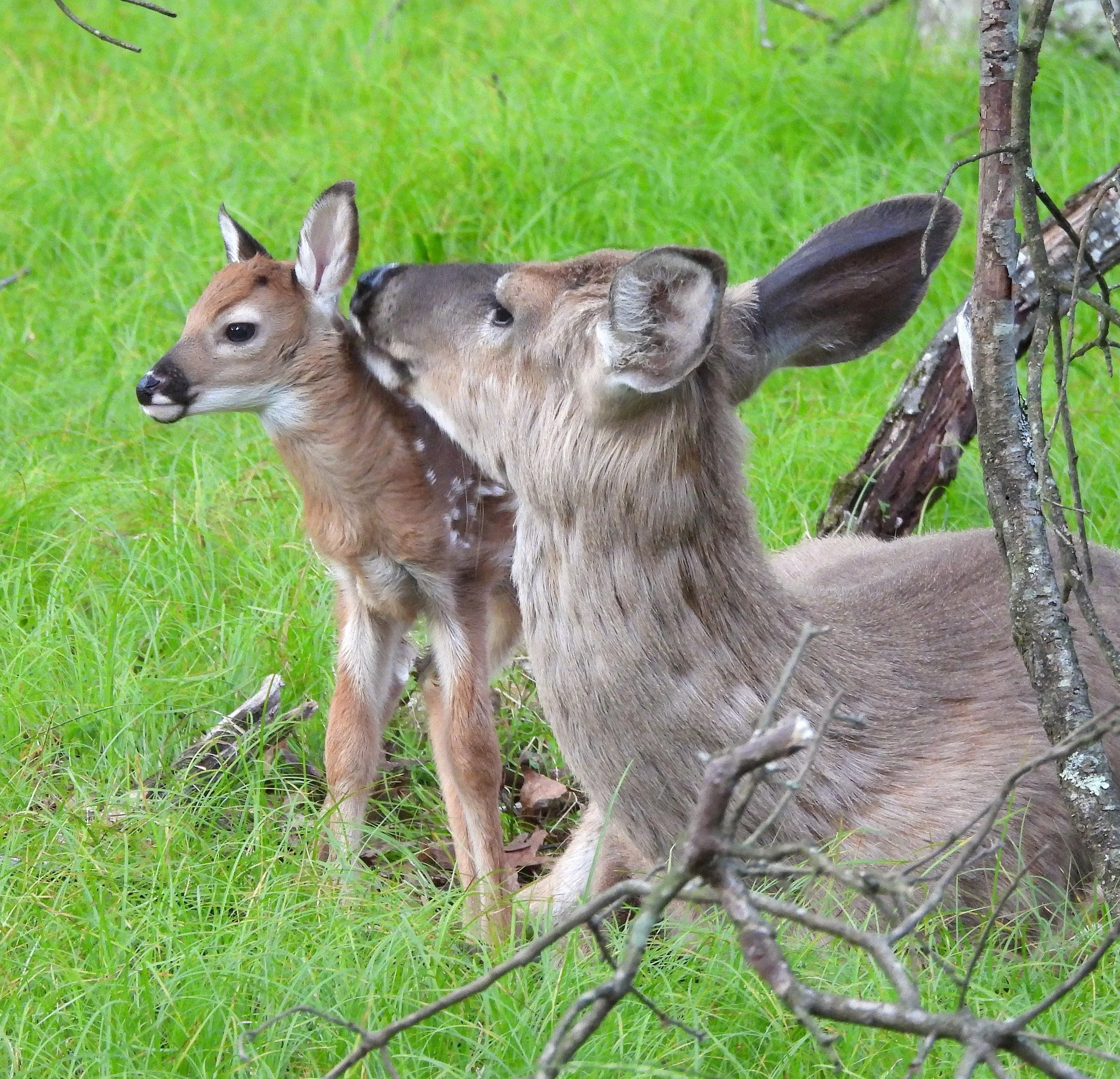 Mother Deer and new fawn Canvas