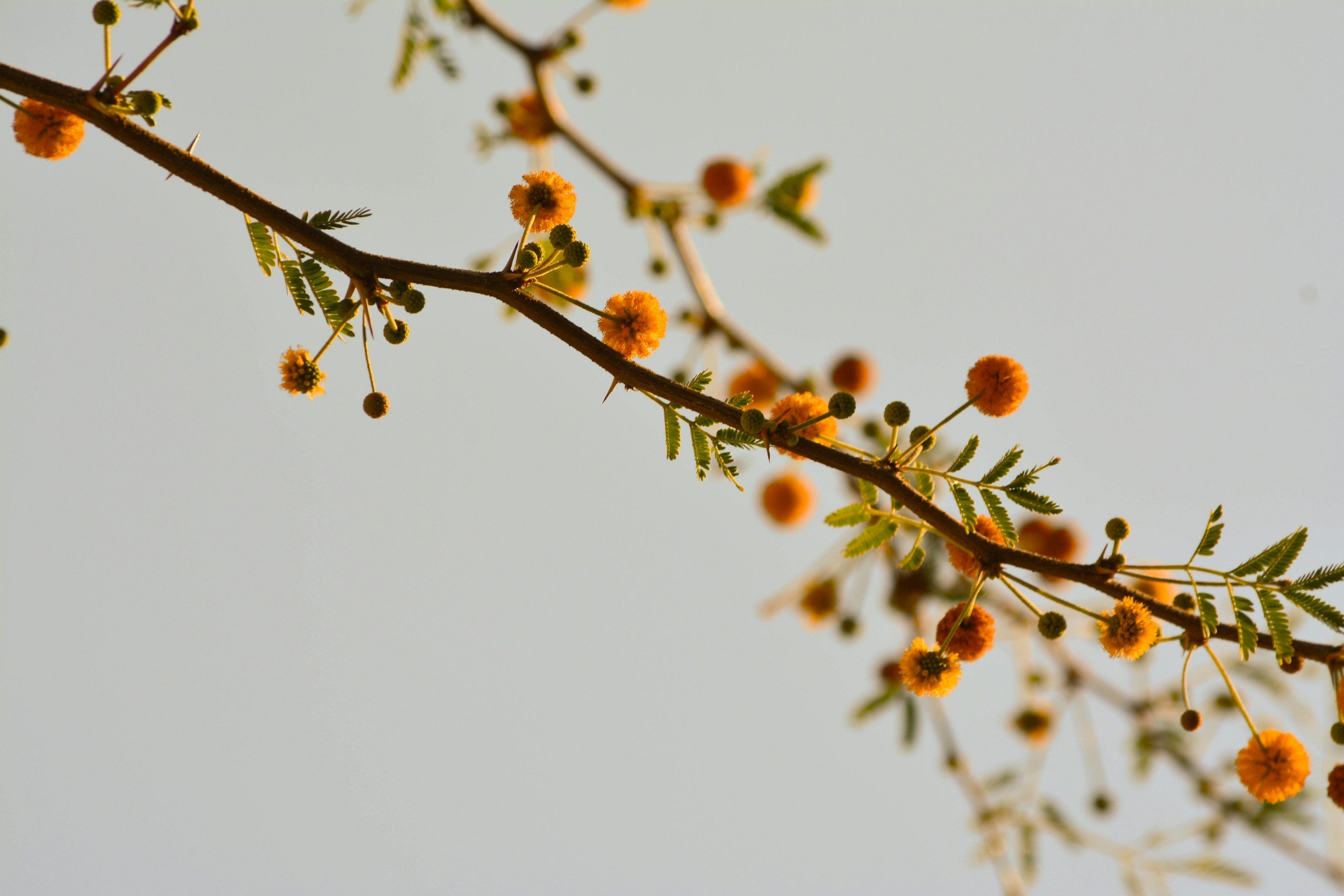 A thin tree branch with small yellow-orange flowers and green leaves against a plain, light background.