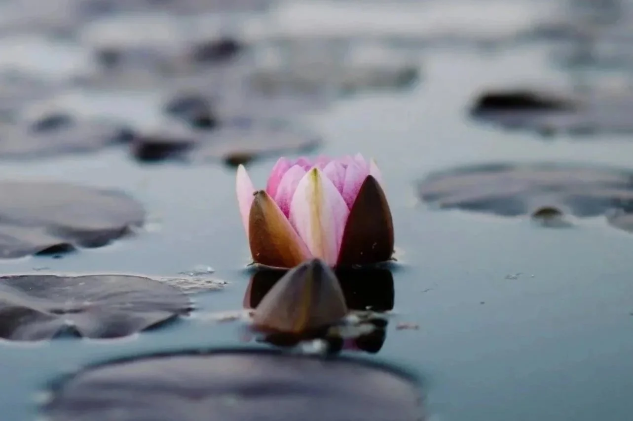 A pink water lily flower floating on a pond surrounded by lily pads.