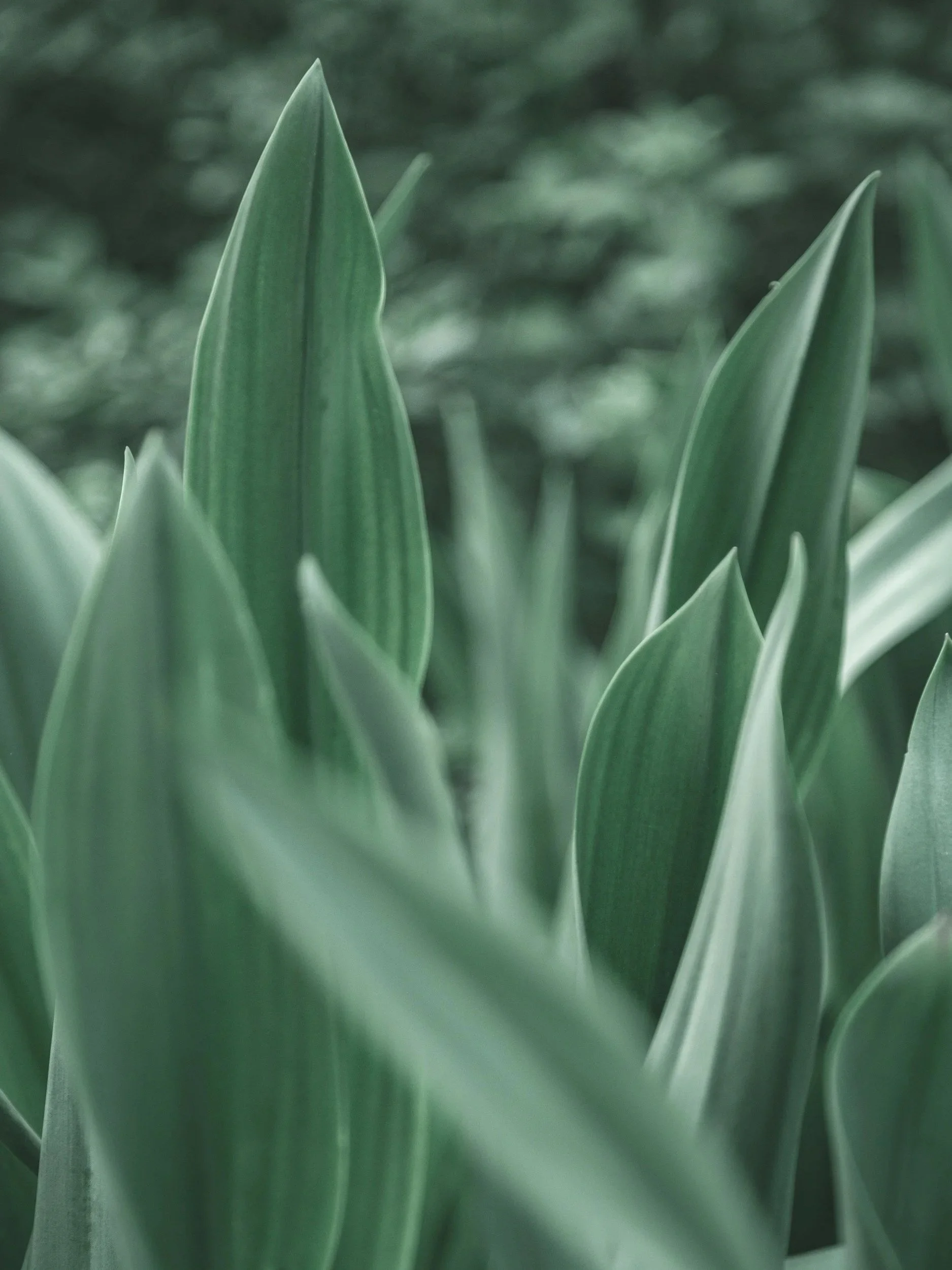 Close-up of green plant leaves with pointed tips, blurred background.