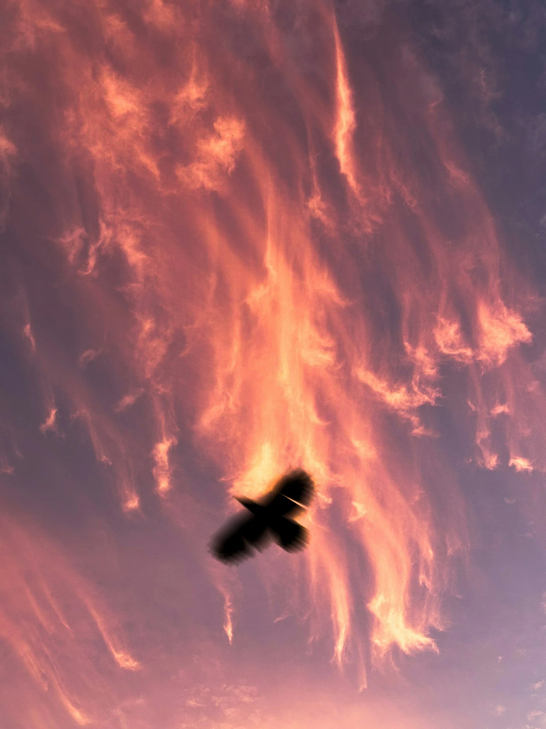 Silhouette of a bird flying in a pink and orange clouded sky at sunset.