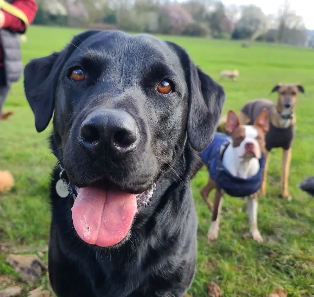 Close-up of a black Labrador retriever with its tongue out, with three other dogs in a grassy park in the background.