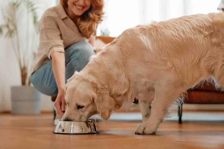 golden retriever being fed a bowl of food by an in home pet sitter