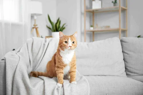 content orange cat being watched by a pet sitter