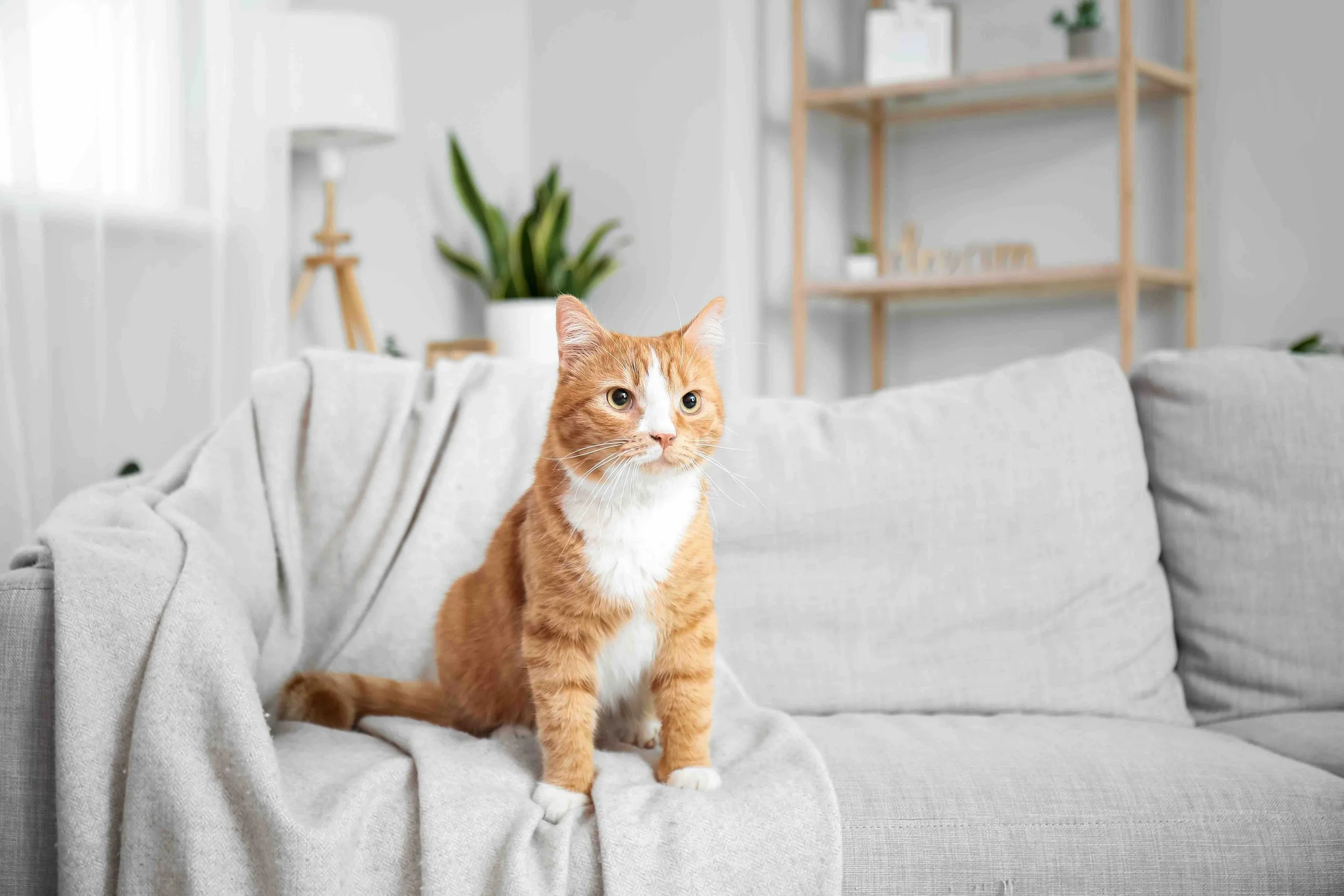 Orange and white cat sitting on a light-colored sofa in a modern living room with indoor plants and a wooden shelf in the background.