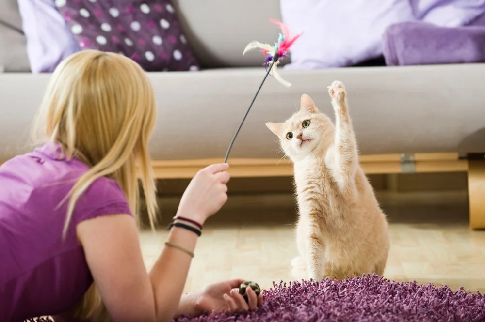 4 Pet Stores in Bentonville and Rogers, Arkansas