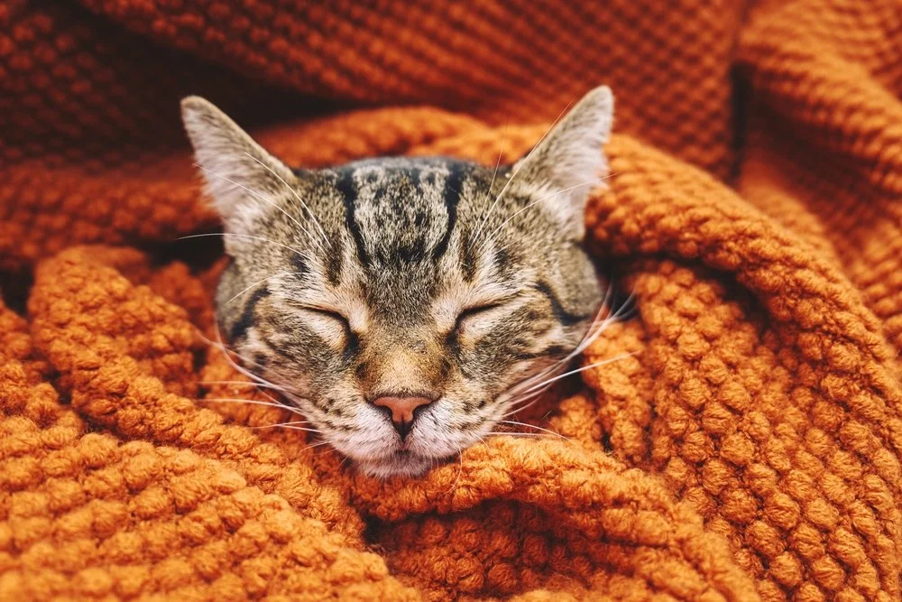 happy cat enjoying blanket