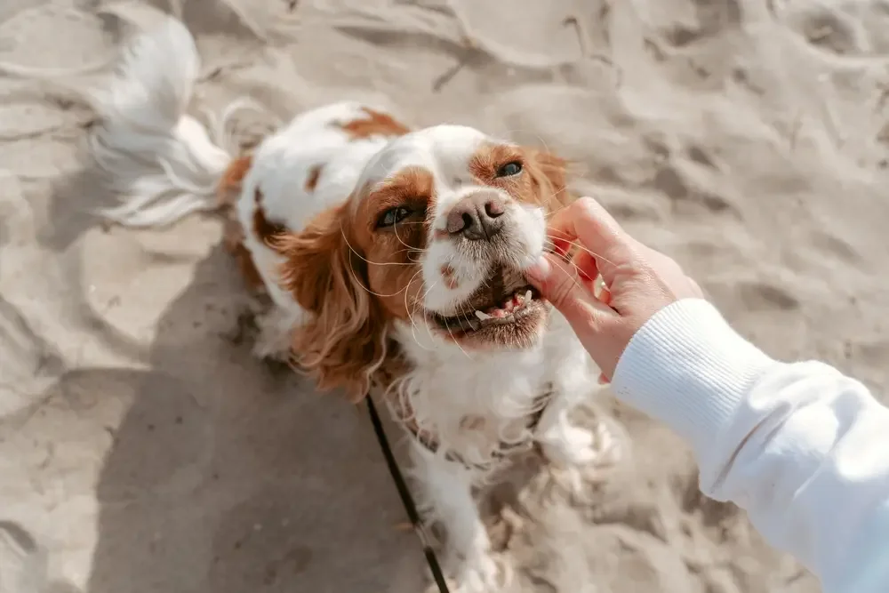 Rescue dog receiving a treat and affection from its owner outdoors