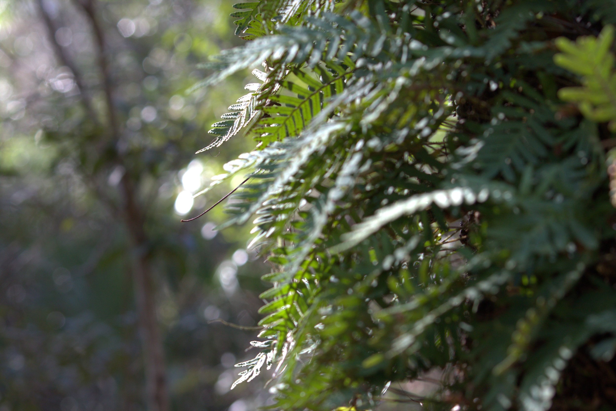 plants.jpeg