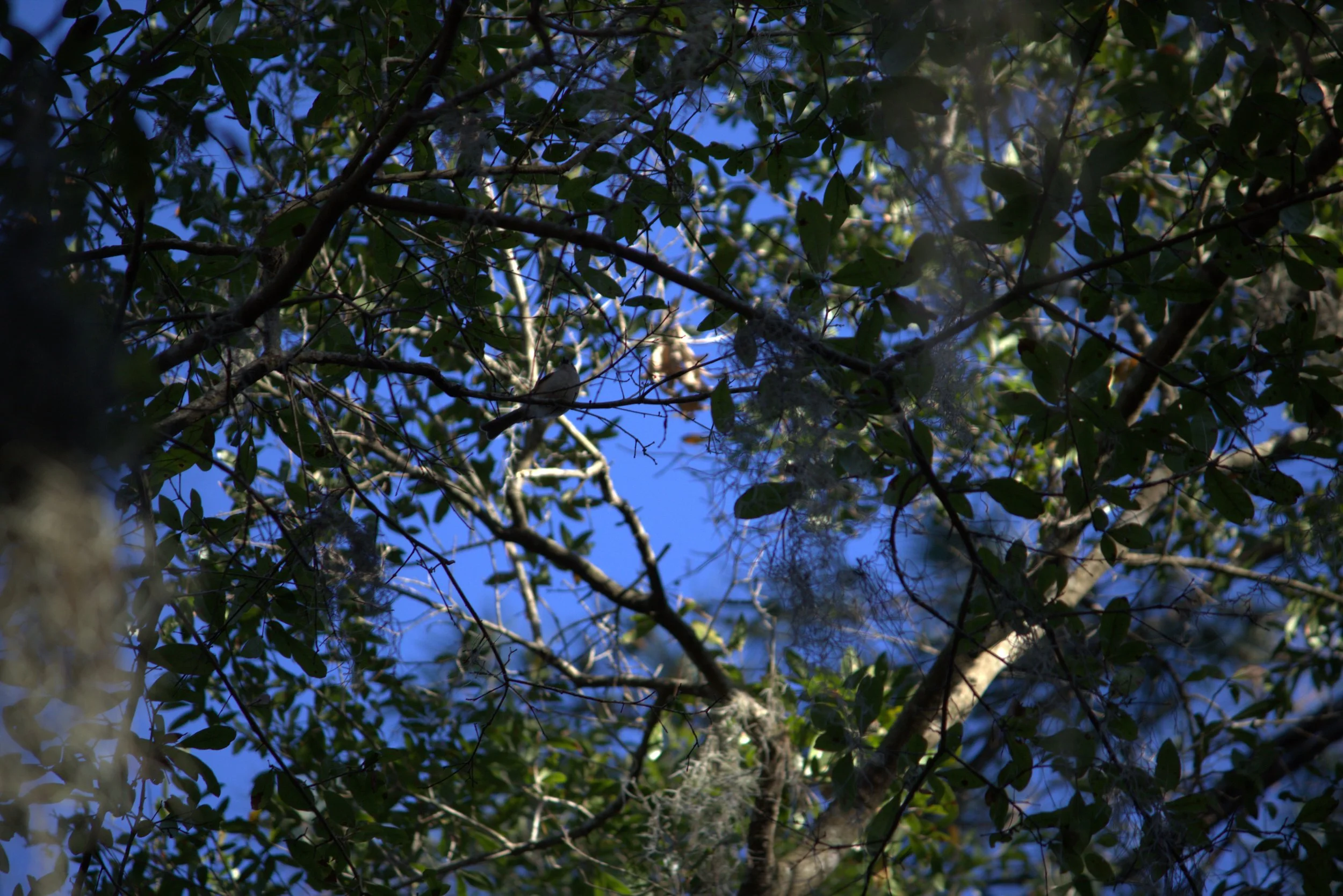 bird2.jpeg
