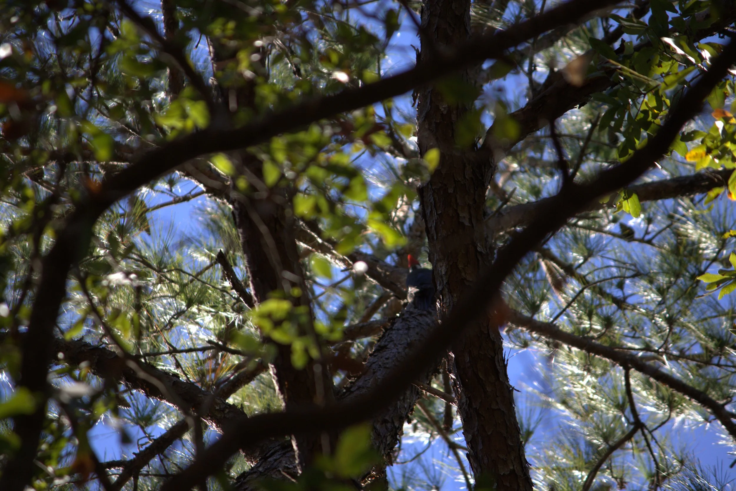 woodpecker2.jpeg
