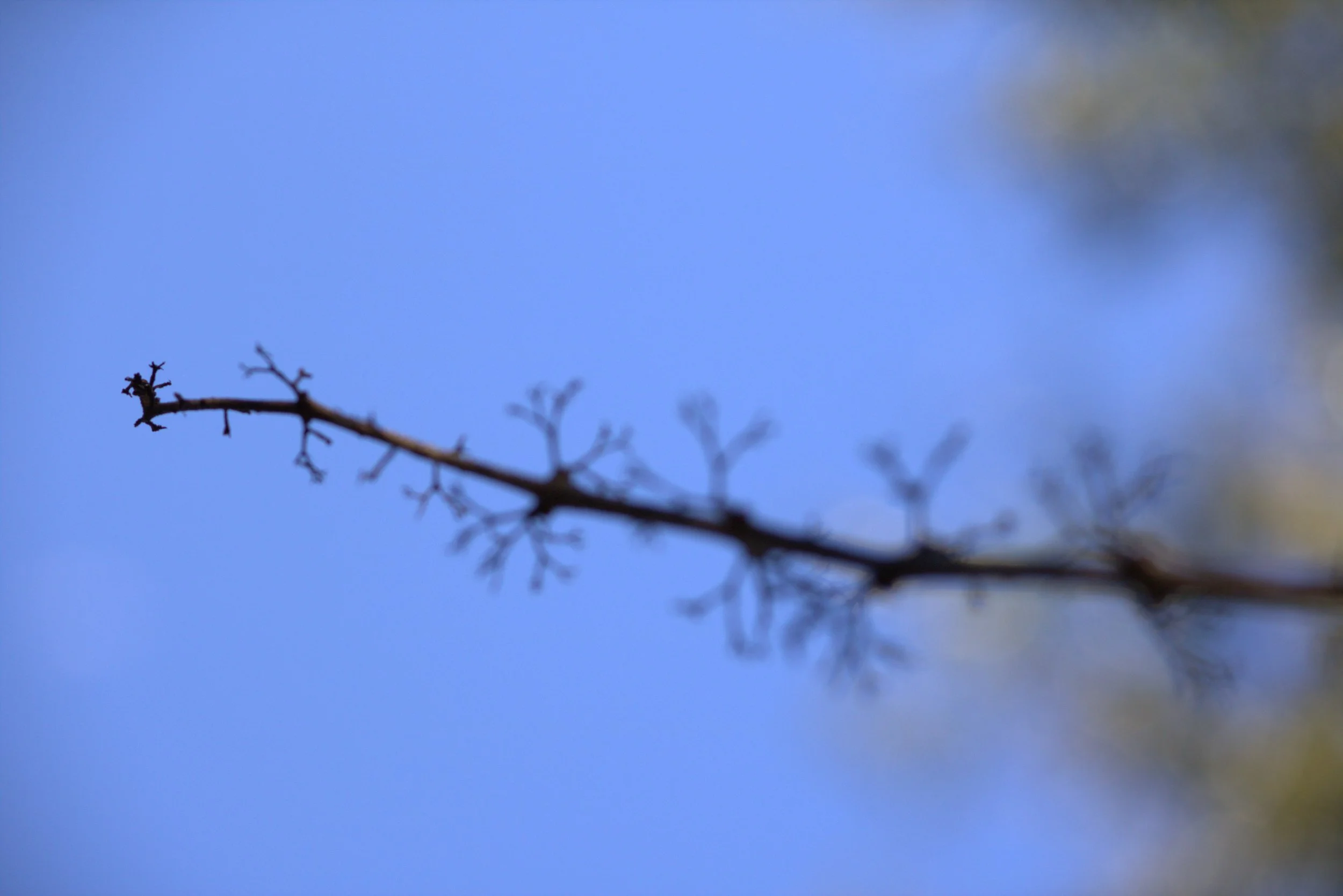 branch2.jpeg