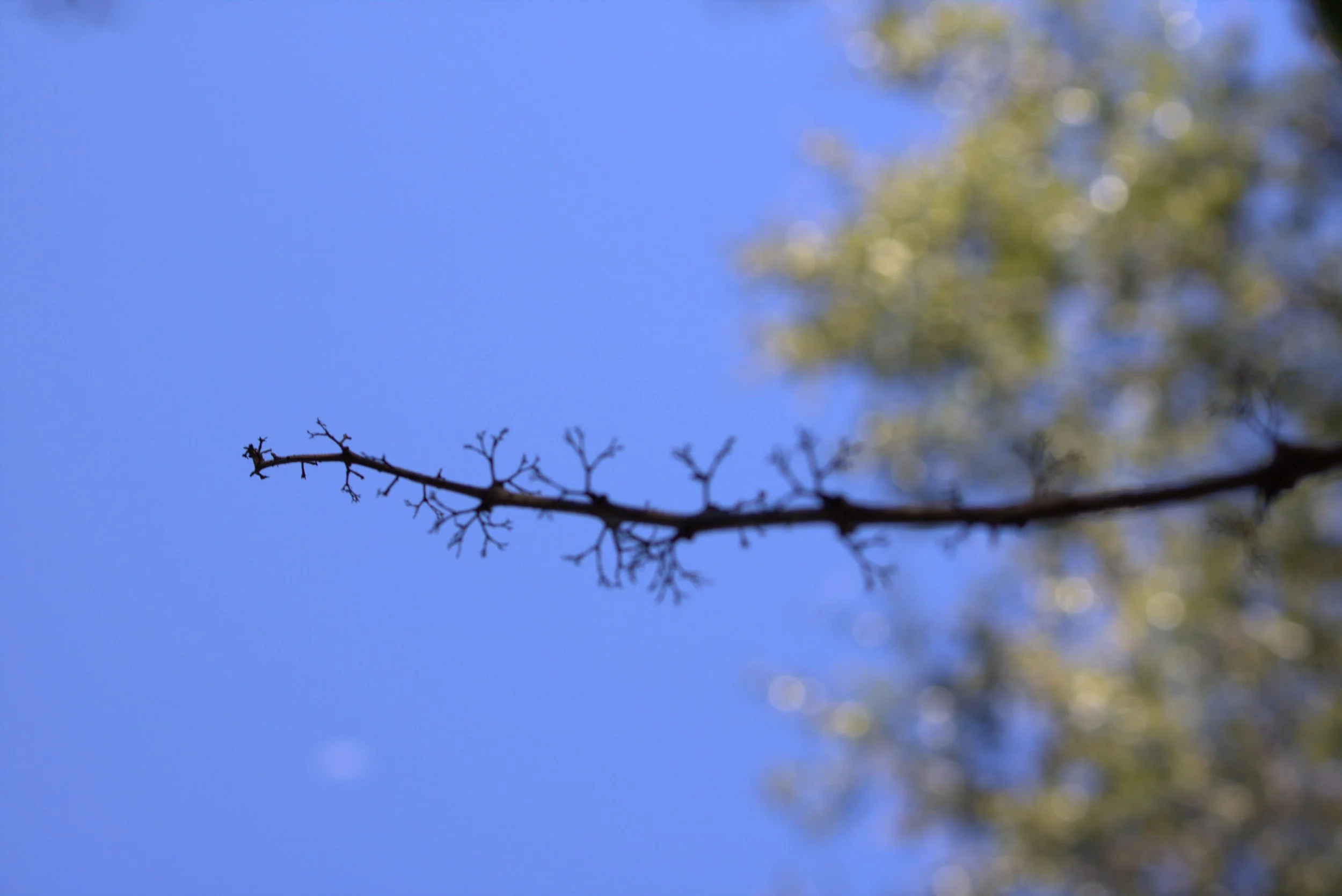 branch.jpeg
