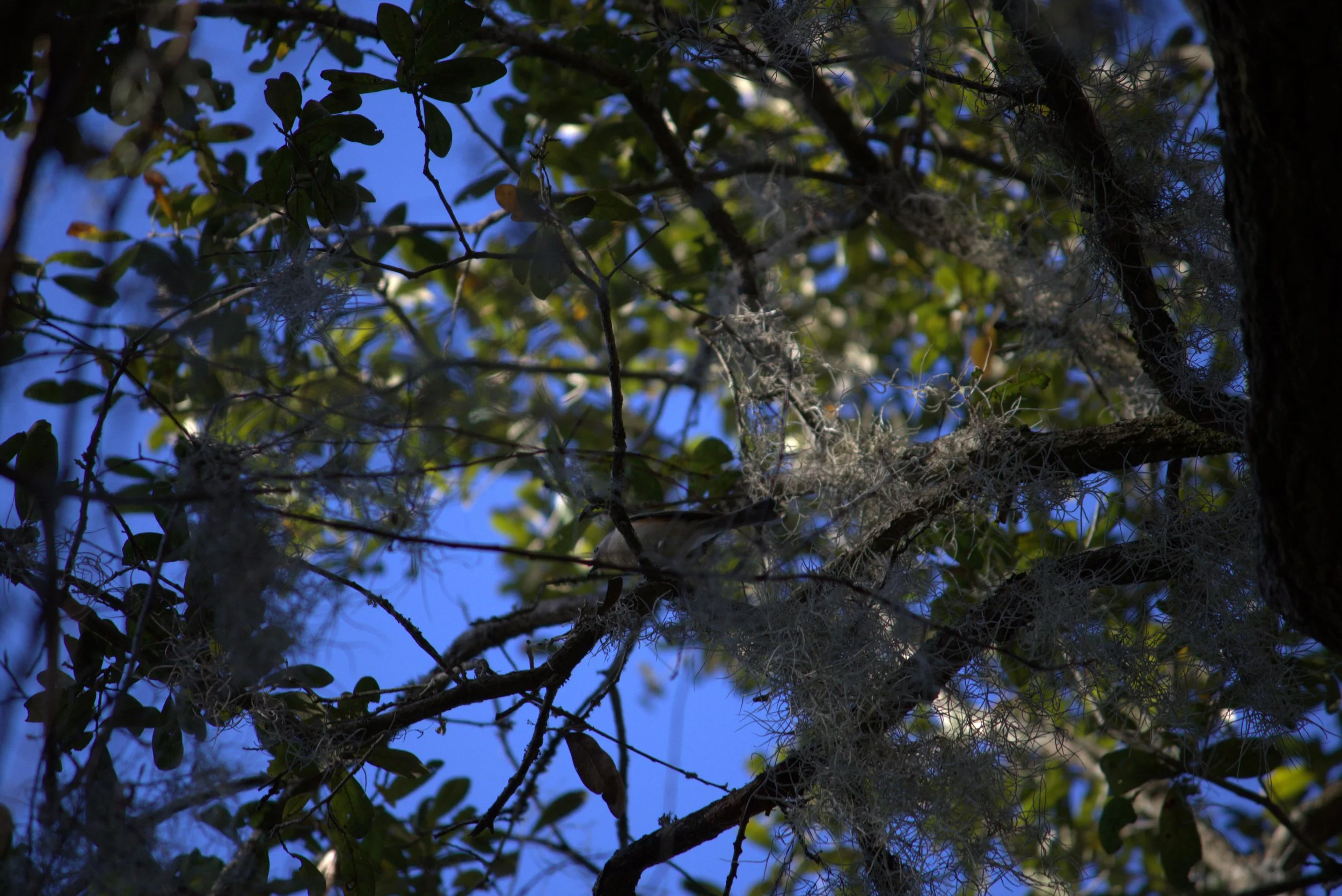 bird3.jpeg