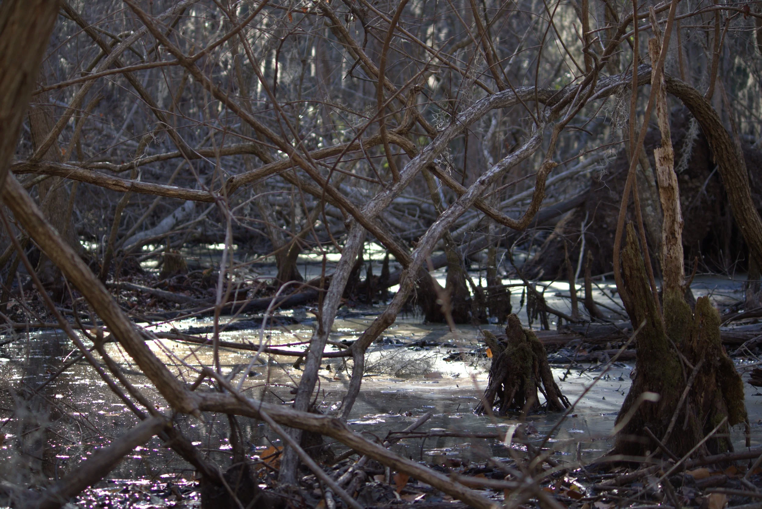 swamp.jpeg