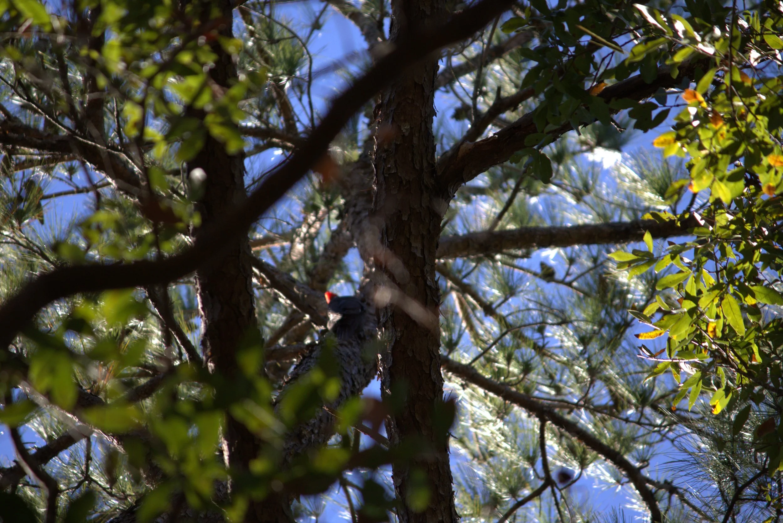 woodpecker3.jpeg
