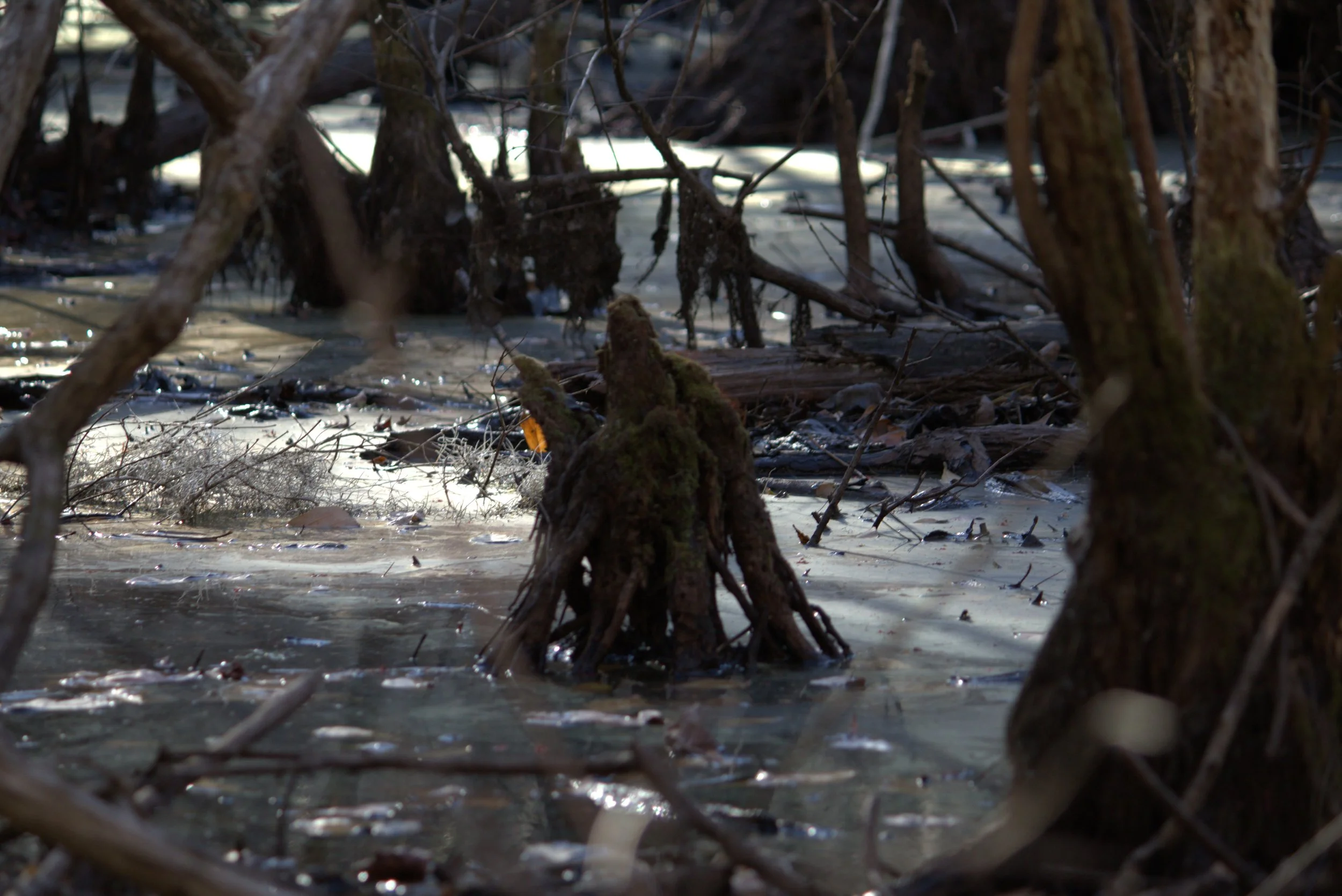 swamp2.jpeg