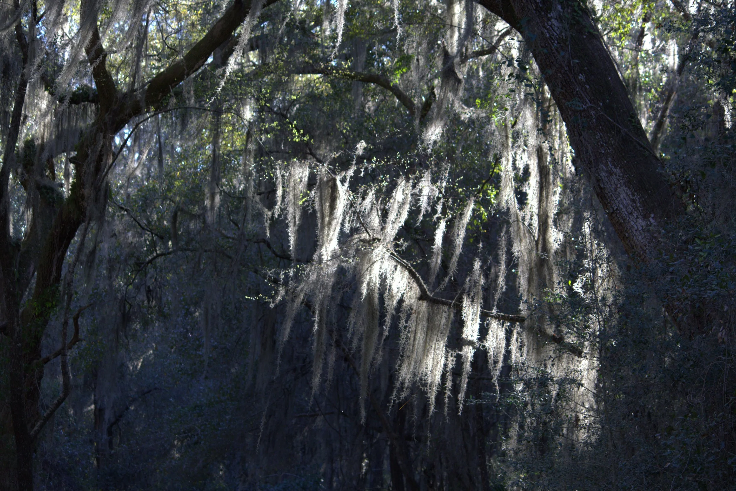 moss.jpeg