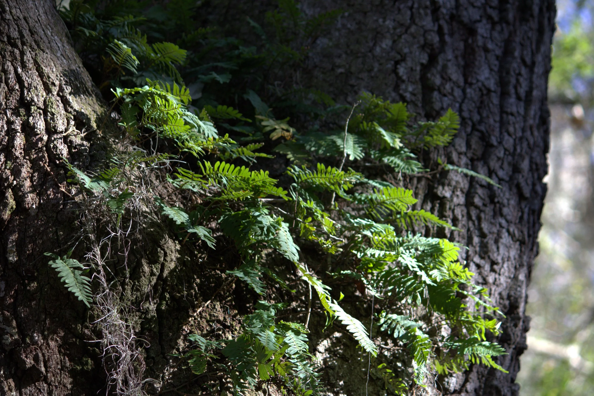 plants3.jpeg