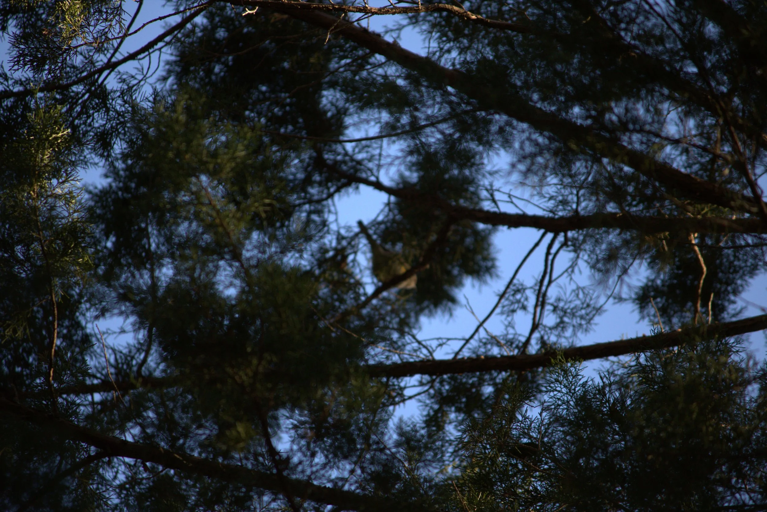 bird.jpeg