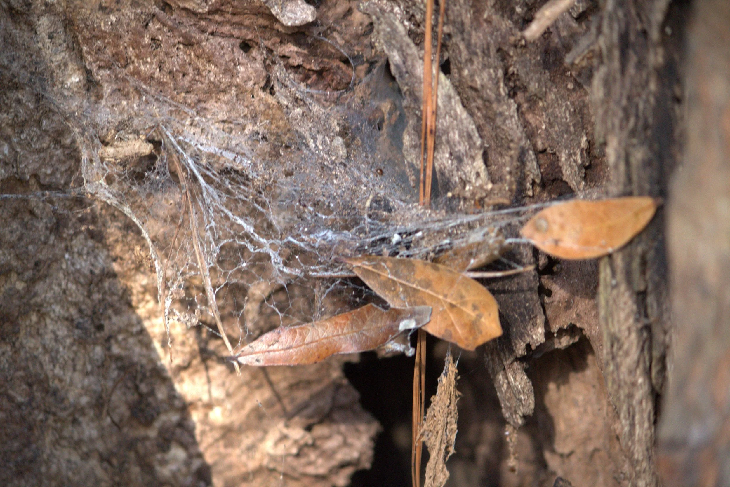 spider1.jpg