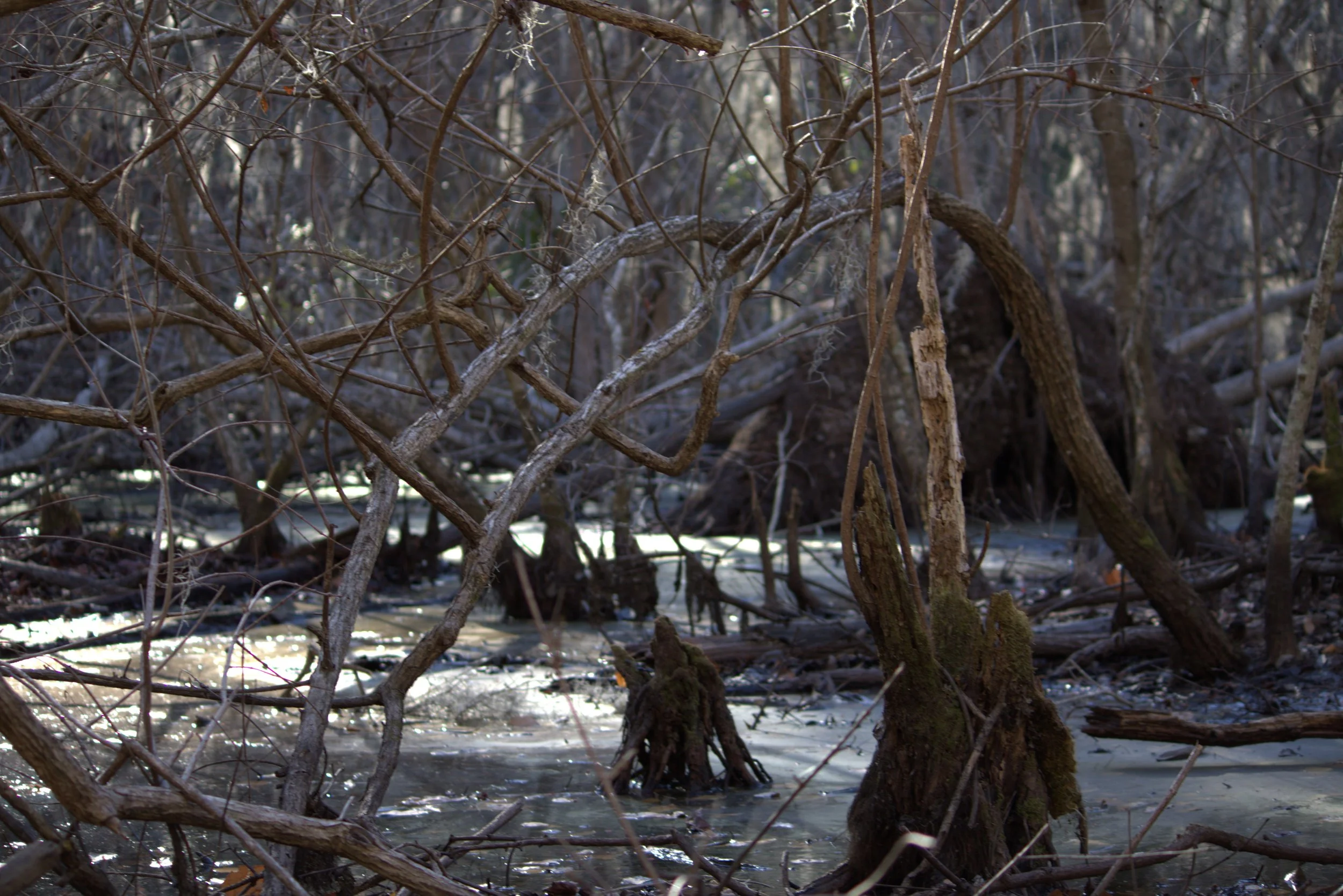 swamp1.jpeg