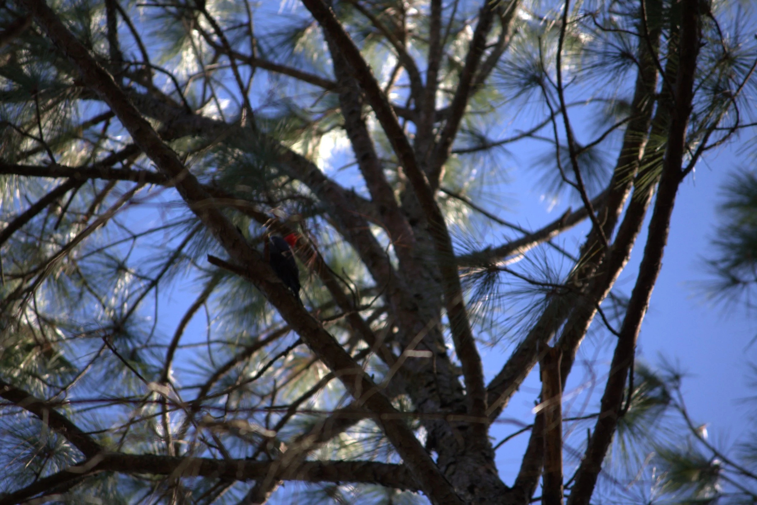 woodpecker.jpeg
