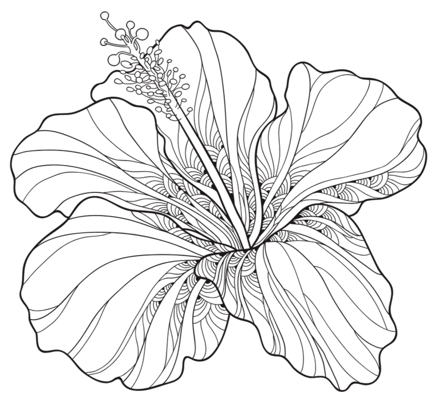 Hibiscus Reading