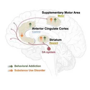 White Paper: Understanding the Biopsychosocial Model of Addiction
