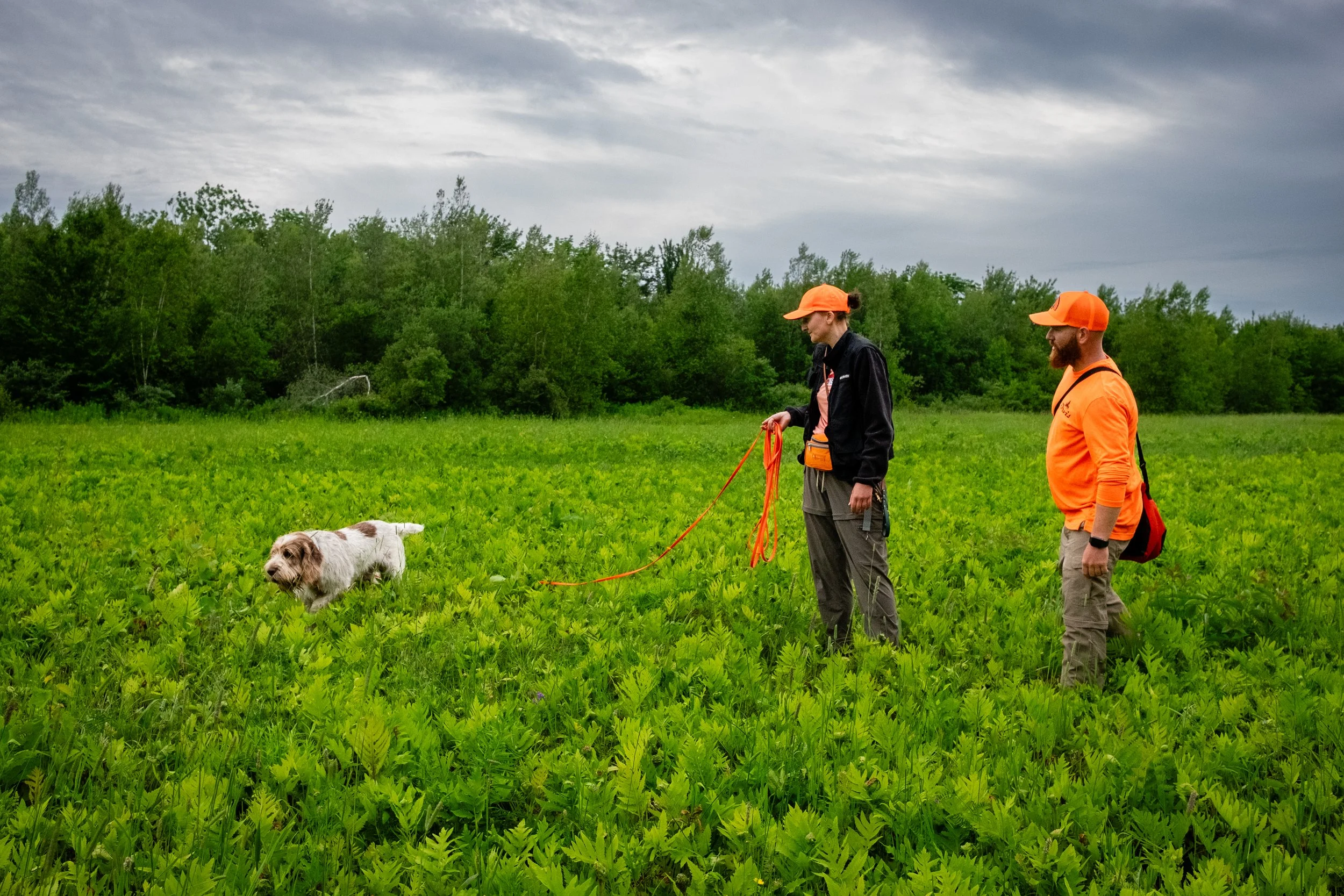 Natural Ability Training - Spinone Only