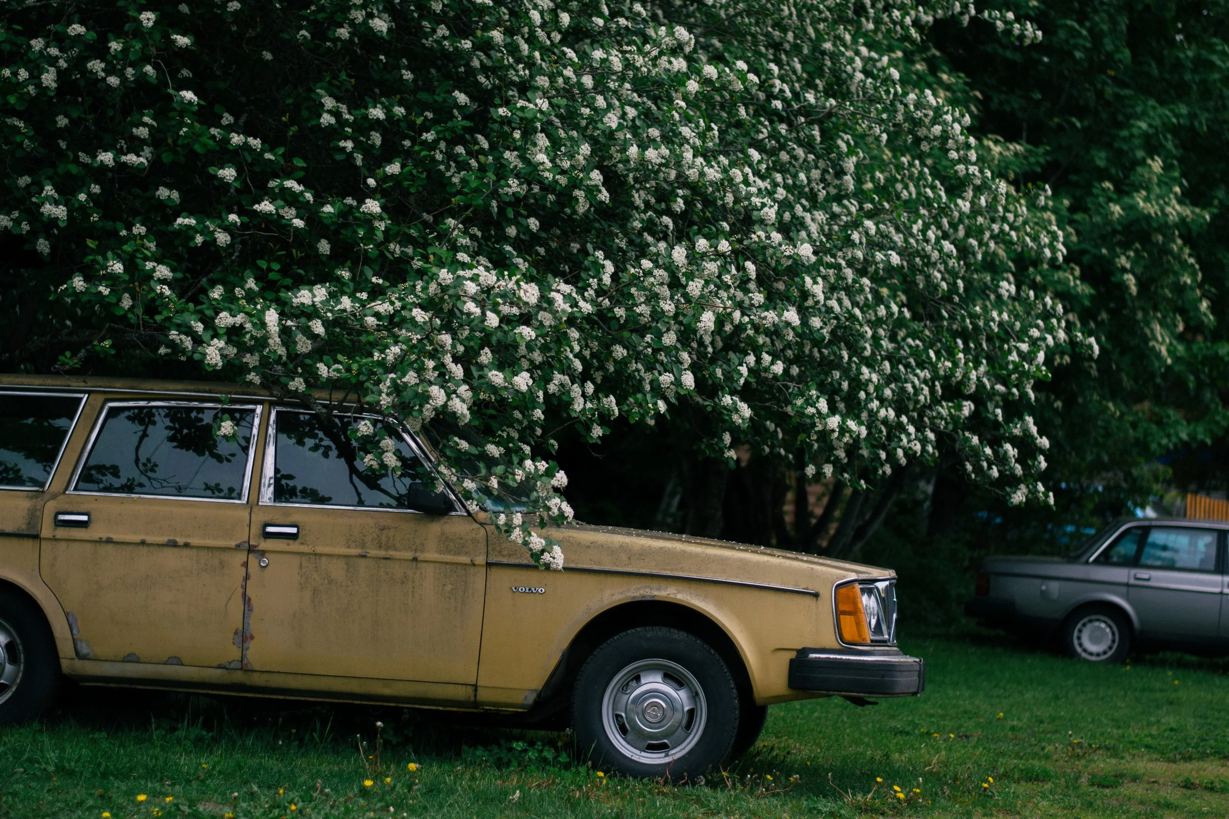 Old beige Volvo car parked on grass with a large flowering tree with white blossoms in the background.