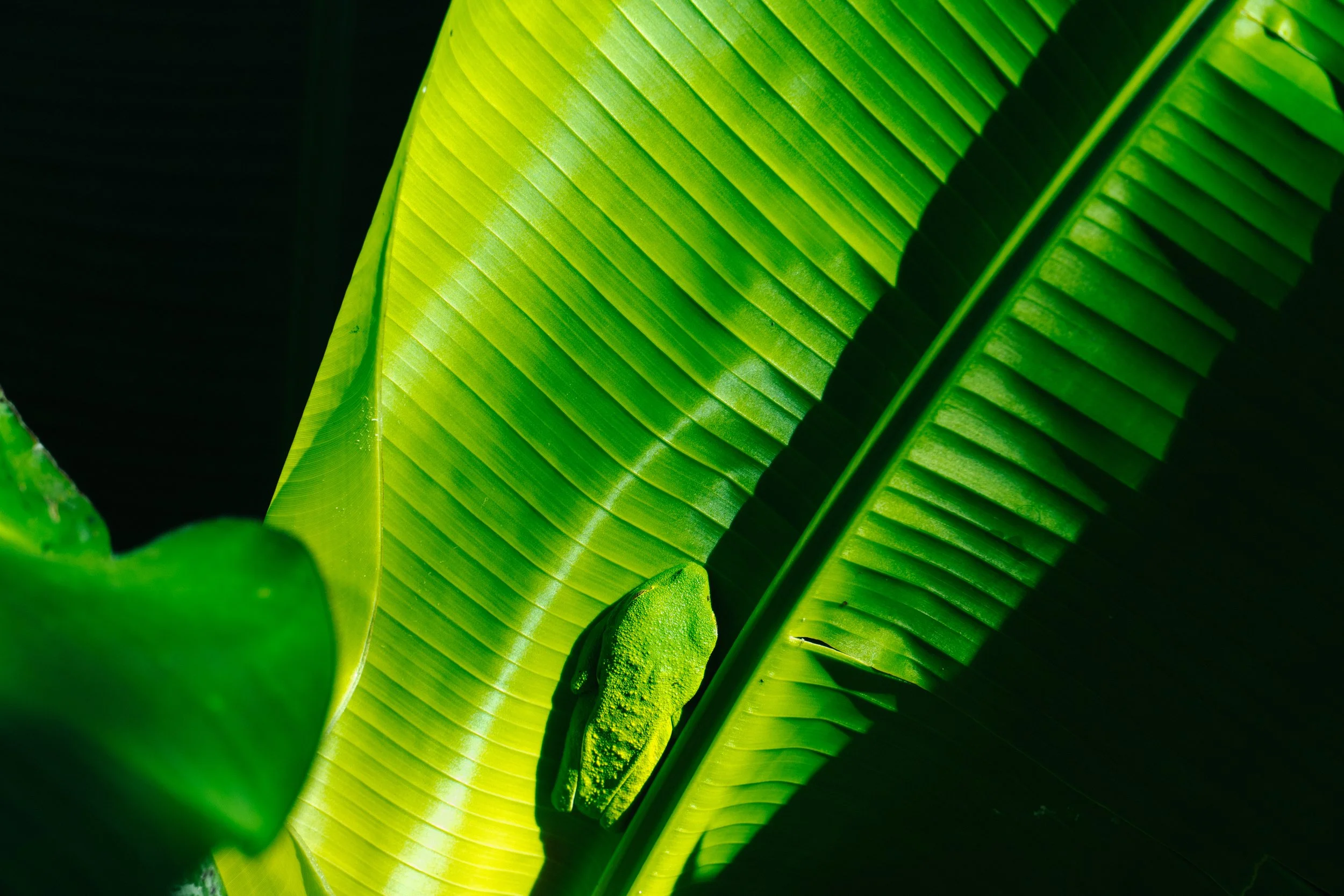 Close-up of vibrant green banana leaves with sunlight highlighting their textured surface and natural lines.