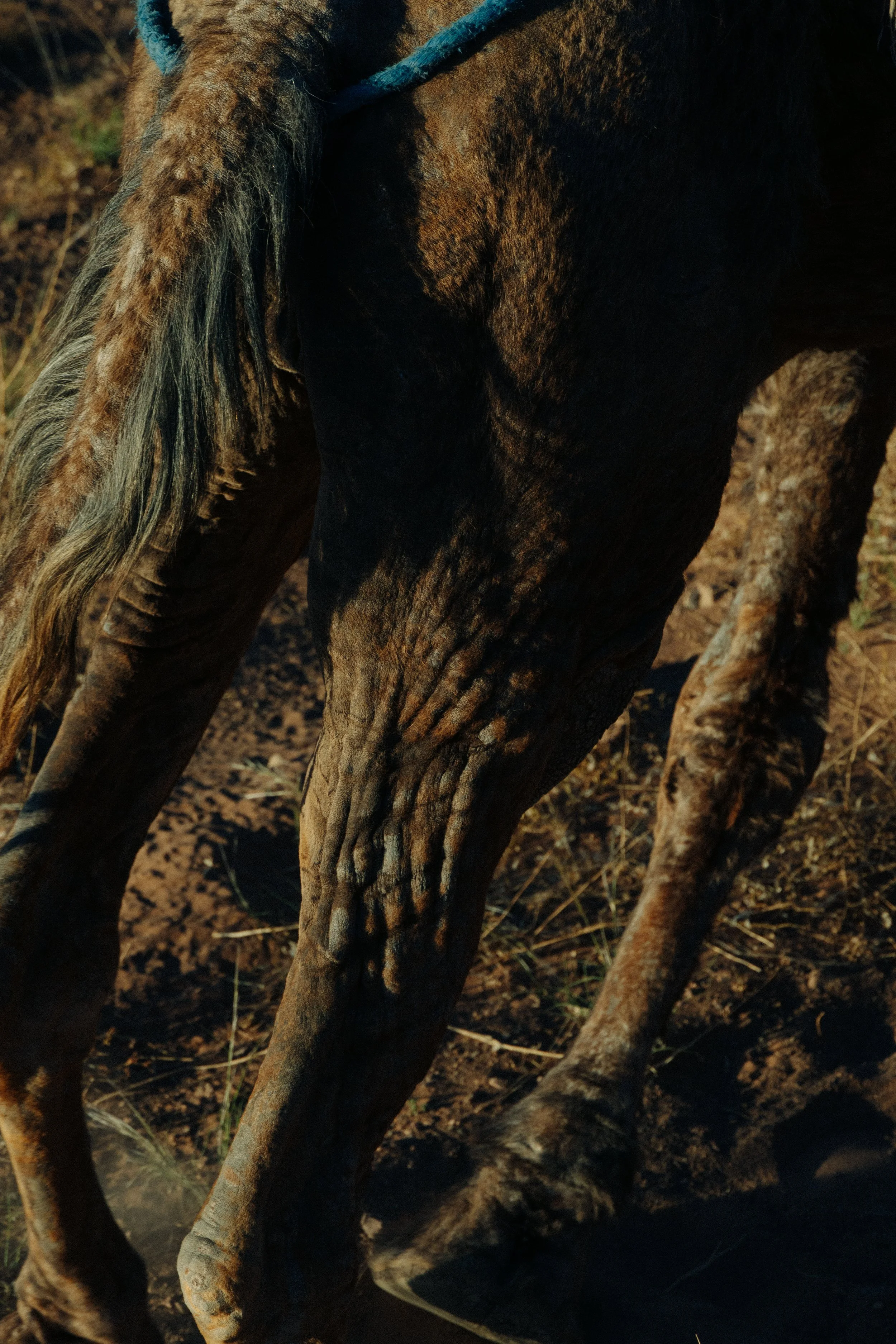 Close-up of a horse's head and legs, showing brown and black fur, with a blue halter on its head and dusty ground underneath.