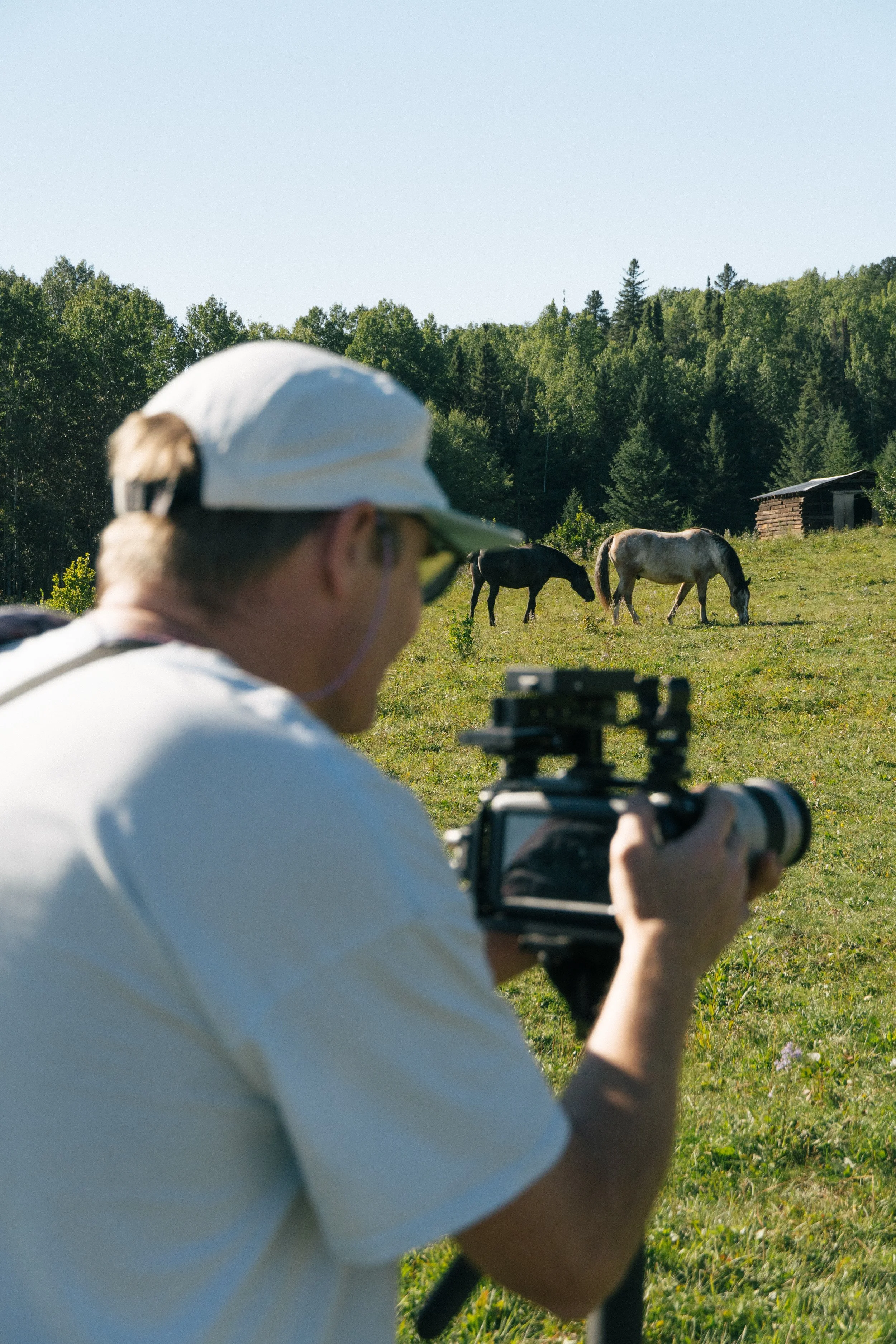 A person wearing a white cap and sunglasses using a rifle with a scope outdoors, aiming at two grazing horses in a grassy field with trees and a small wooden structure in the background.