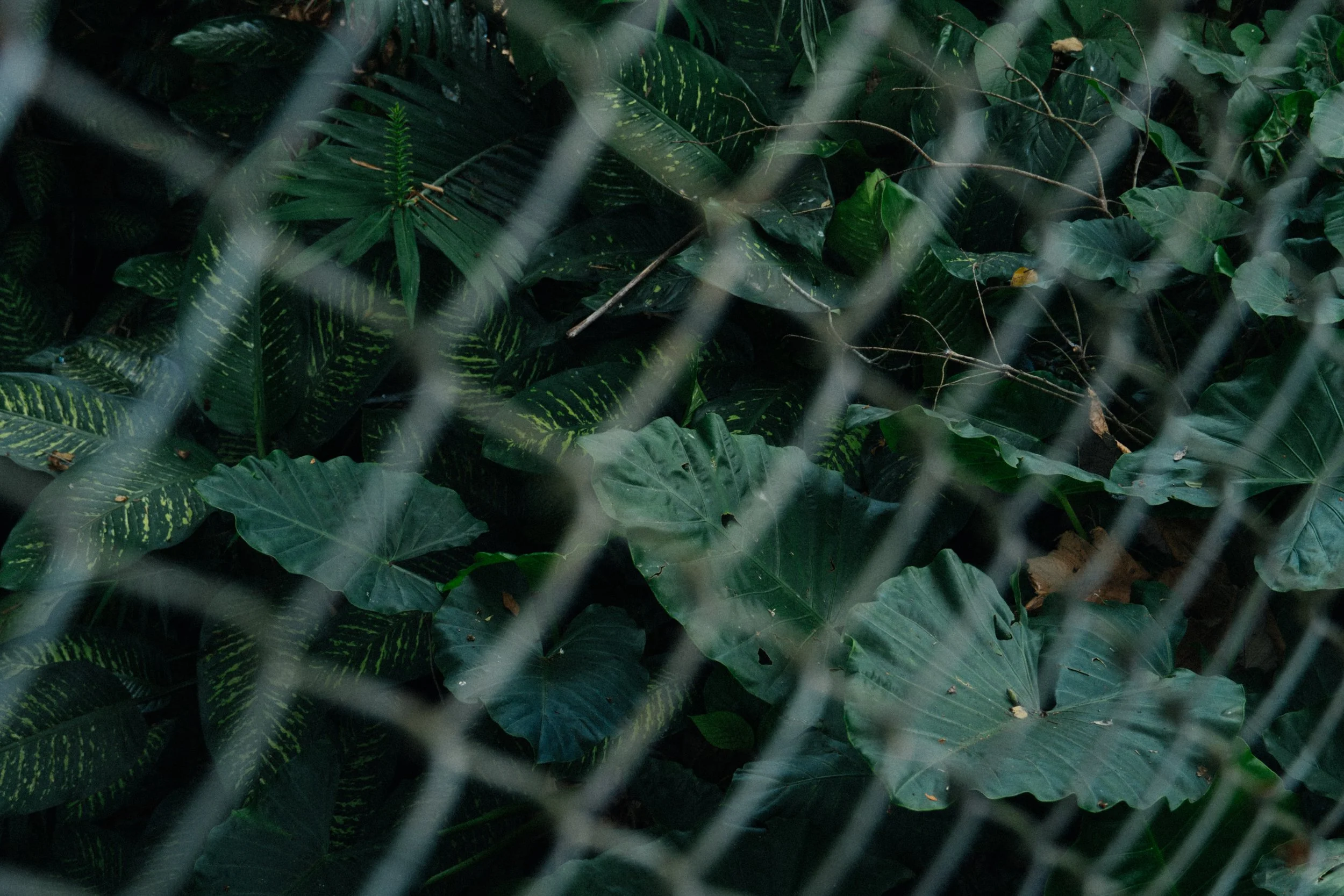 Dense green jungle with large leaves behind a metal fence.